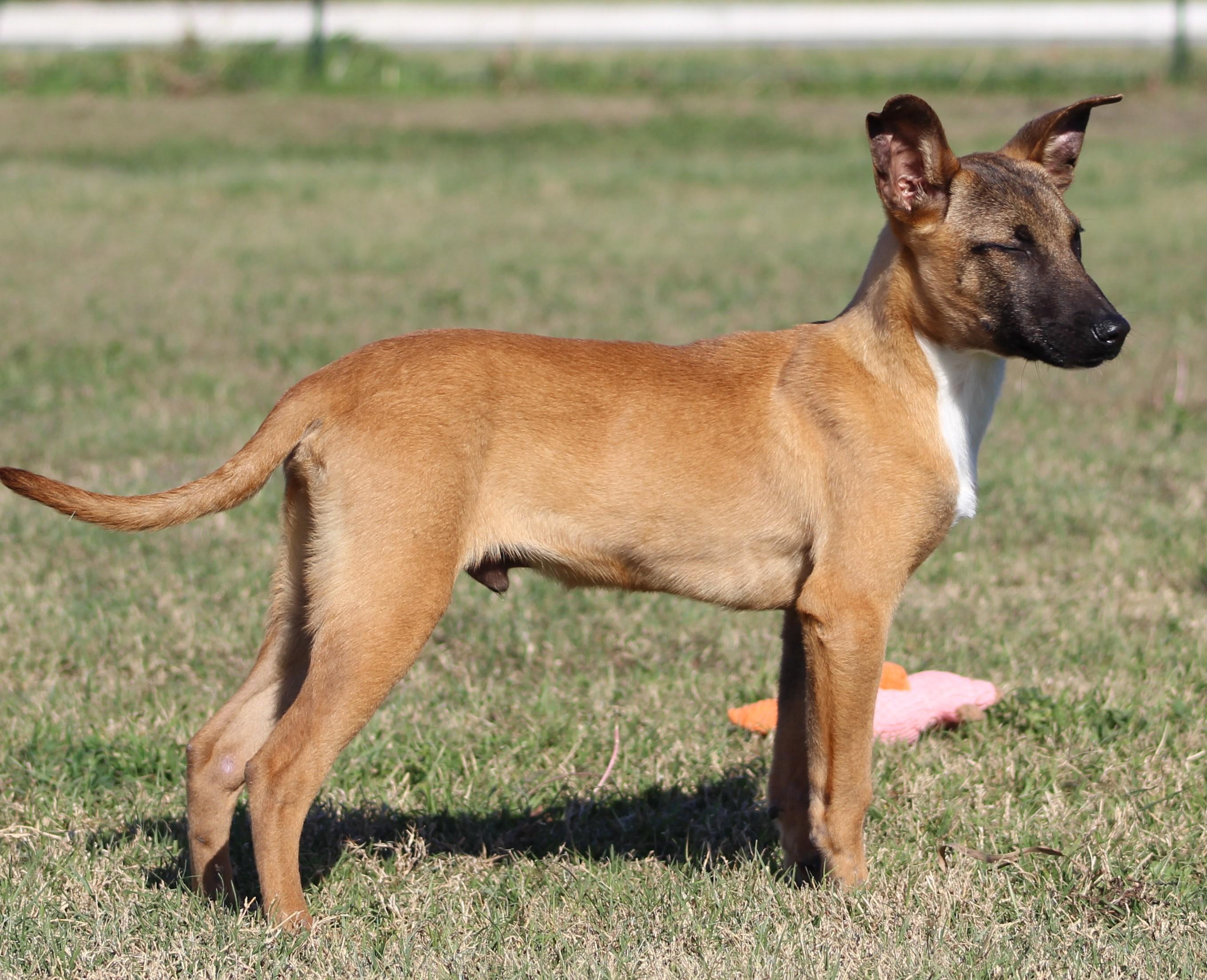 Enlarge Zek, a ADOPTABLE Belgian Shepherd / Malinois in Temple, TX image 5/5