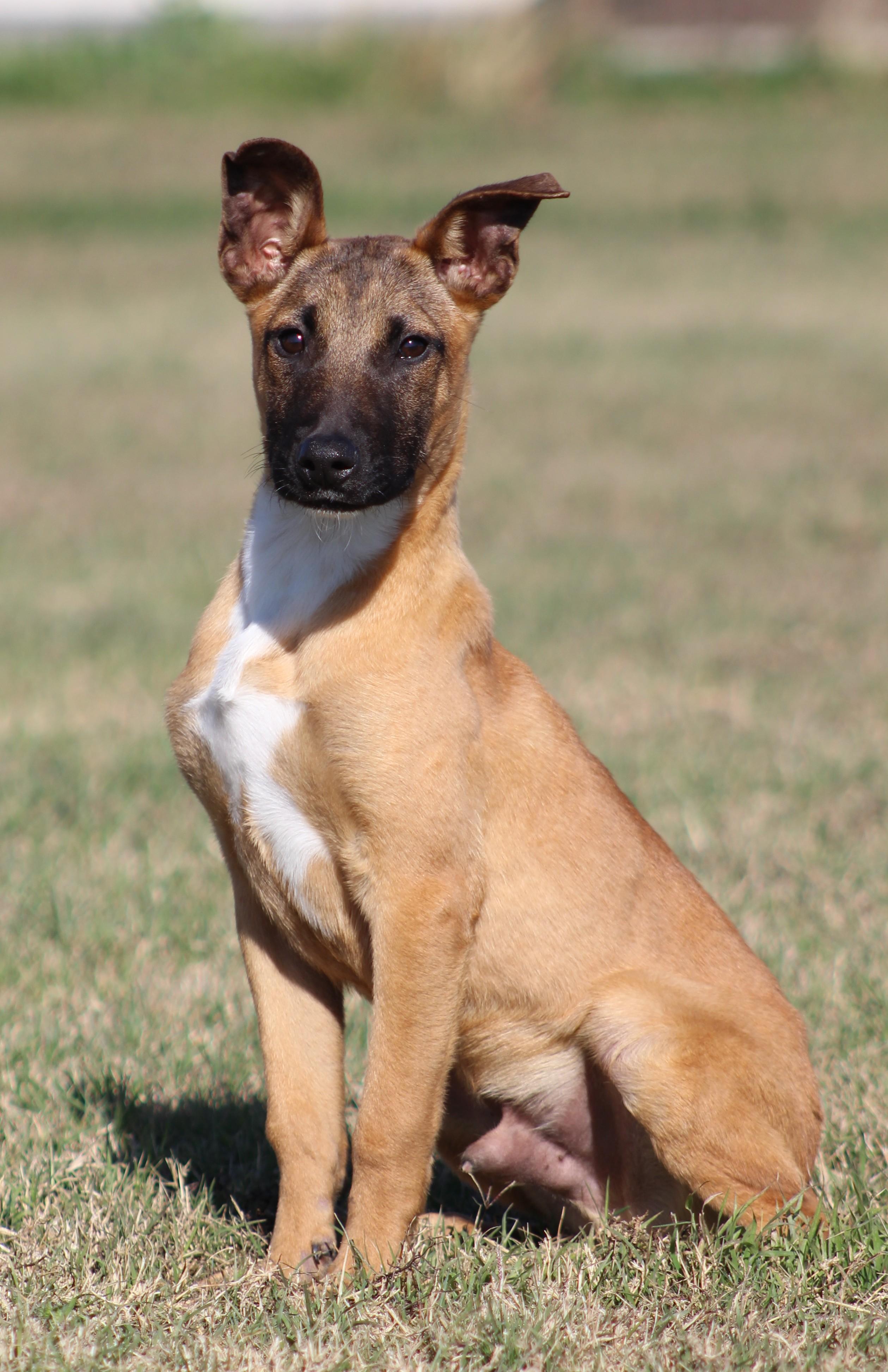 Enlarge Zek, a ADOPTABLE Belgian Shepherd / Malinois in Temple, TX image 1/5