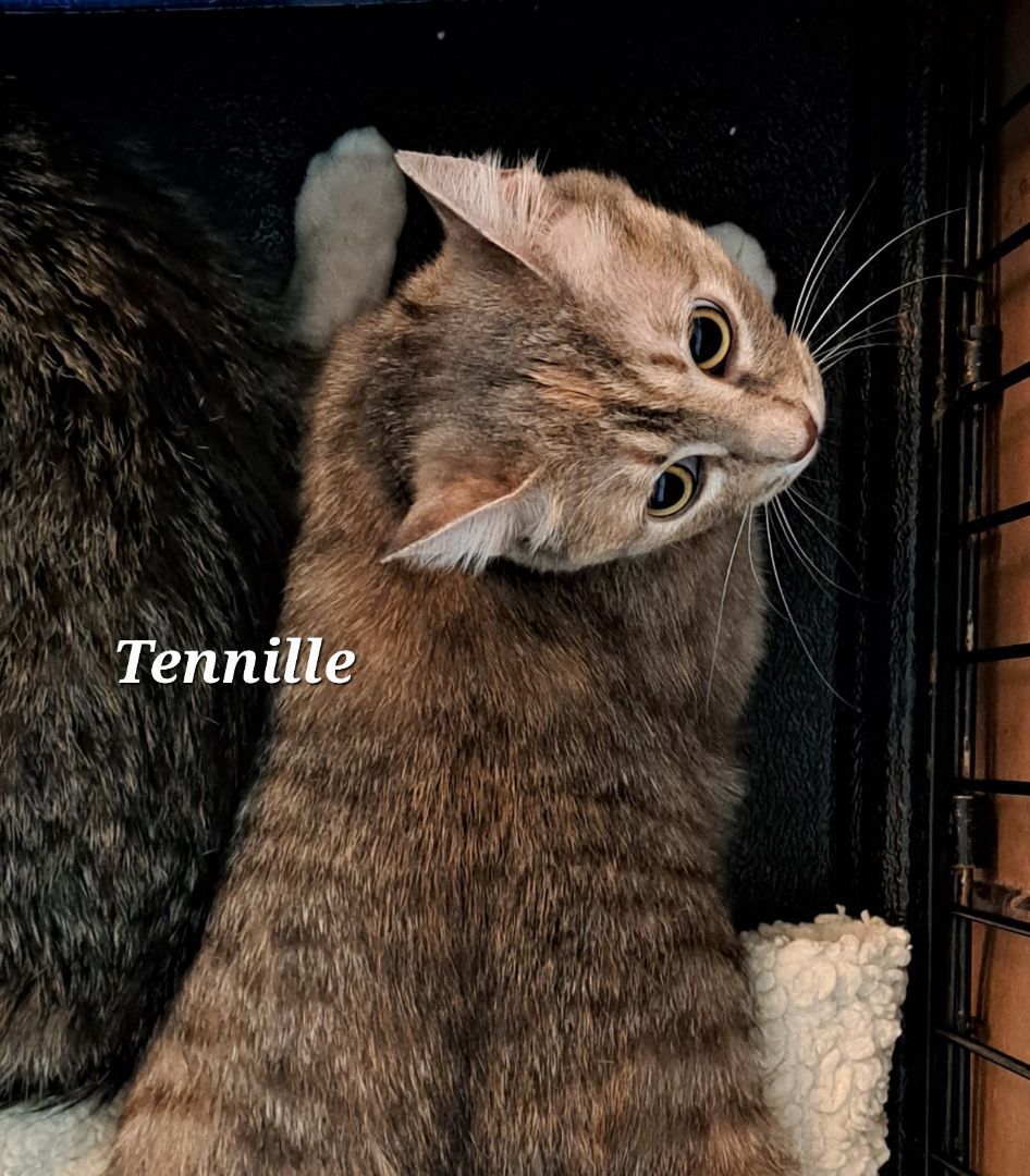 Tennille    (call 602-692-1499 to meet Captain & Tennille), an adoptable Torbie in Phoenix, AZ, 85064 | Photo Image 2
