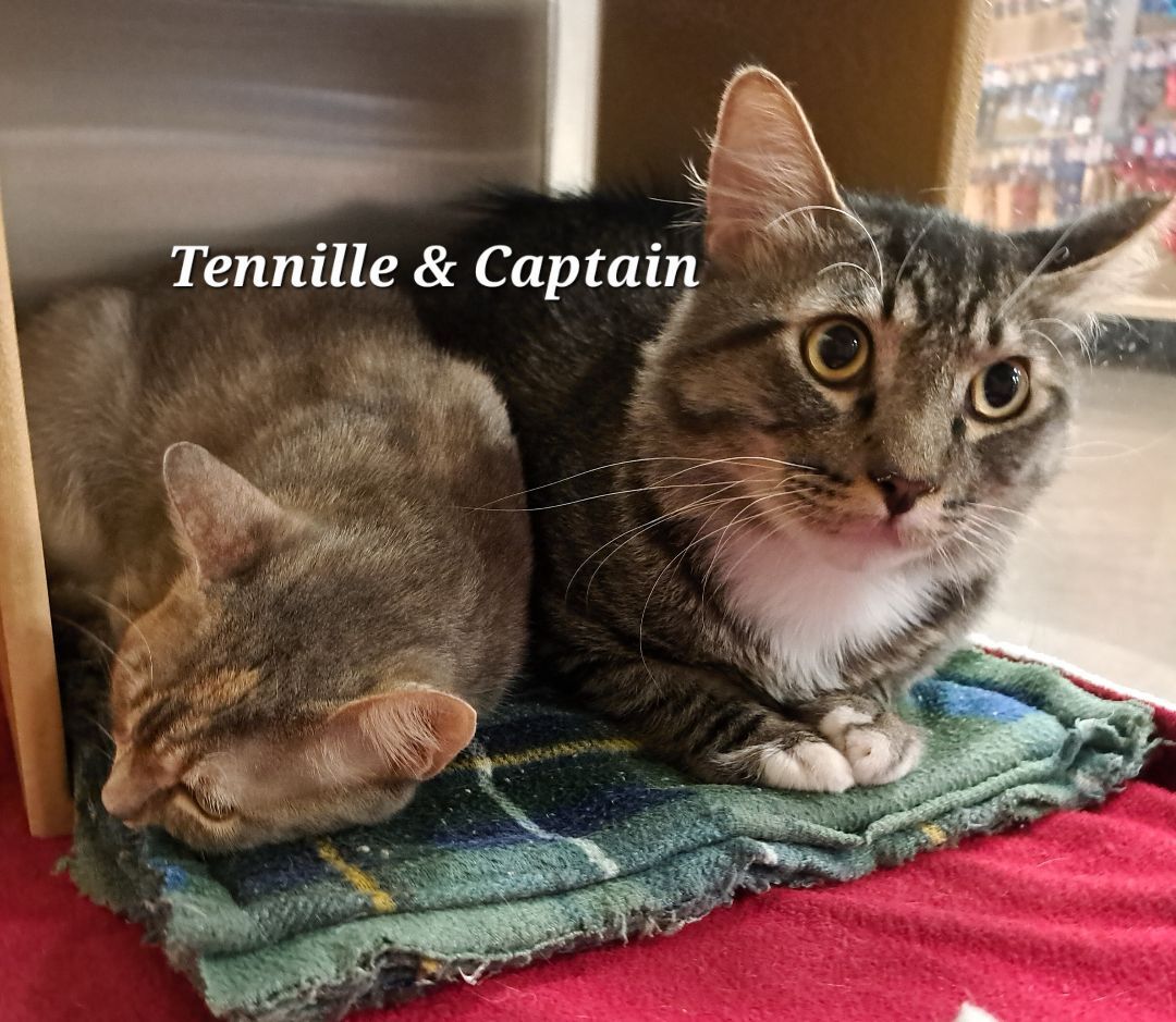 Tennille    (call 602-692-1499 to meet Captain & Tennille), an adoptable Torbie in Phoenix, AZ, 85064 | Photo Image 4