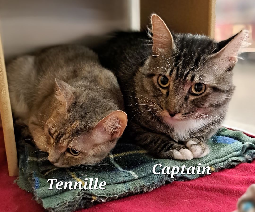 Tennille    (call 602-692-1499 to meet Captain & Tennille), an adoptable Torbie in Phoenix, AZ, 85064 | Photo Image 3