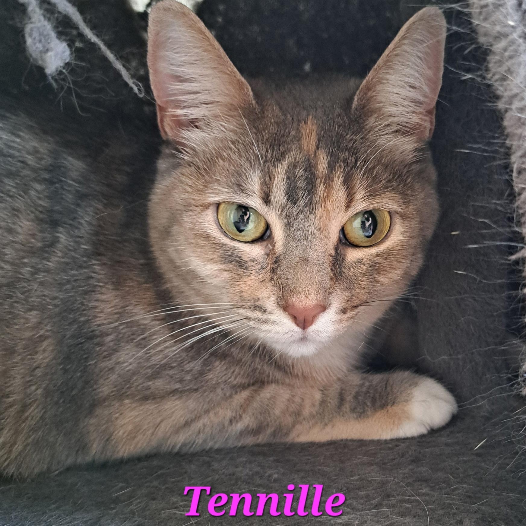 Tennille    (call 602-692-1499 to meet Captain & Tennille), an adoptable Torbie in Phoenix, AZ, 85064 | Photo Image 1