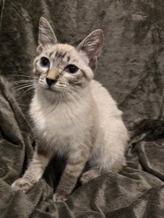 Bunny, Adoptable, Young Female Domestic Short Hair.