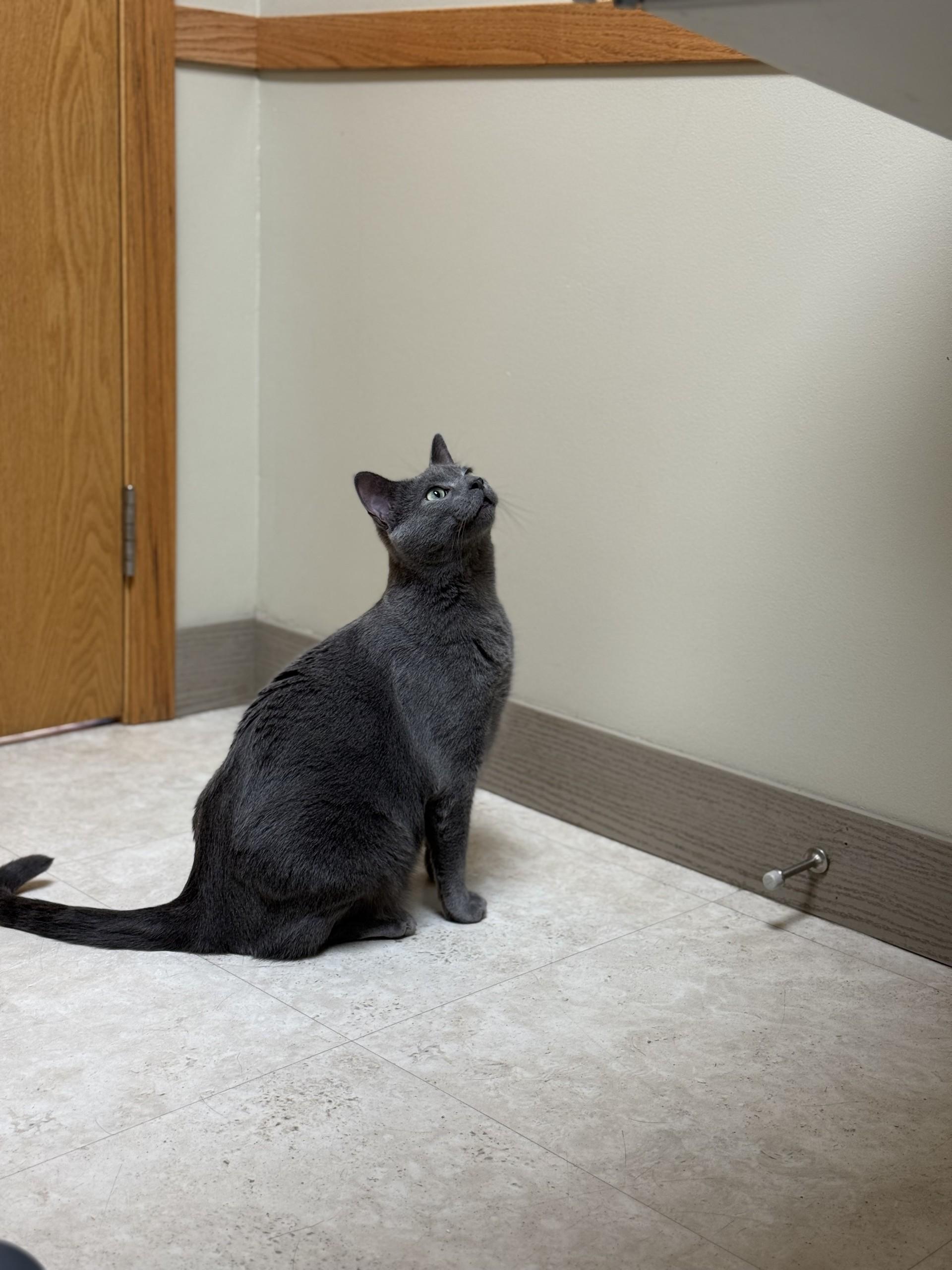 Enlarge Grayson, a Adoptable Domestic Short Hair in Glenwood, MN image 1/1