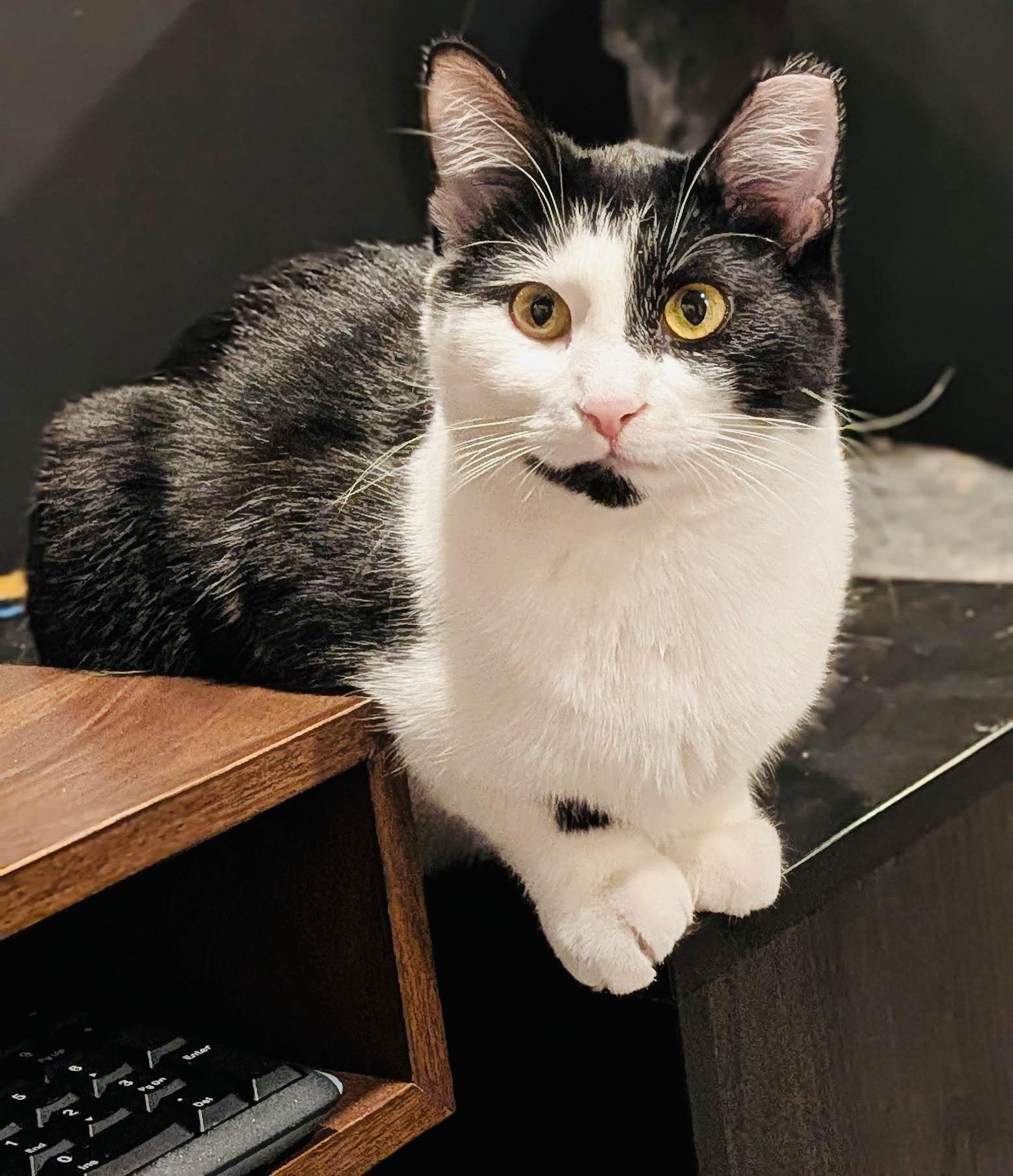 Destiny, Adoptable, Young Female Domestic Short Hair.