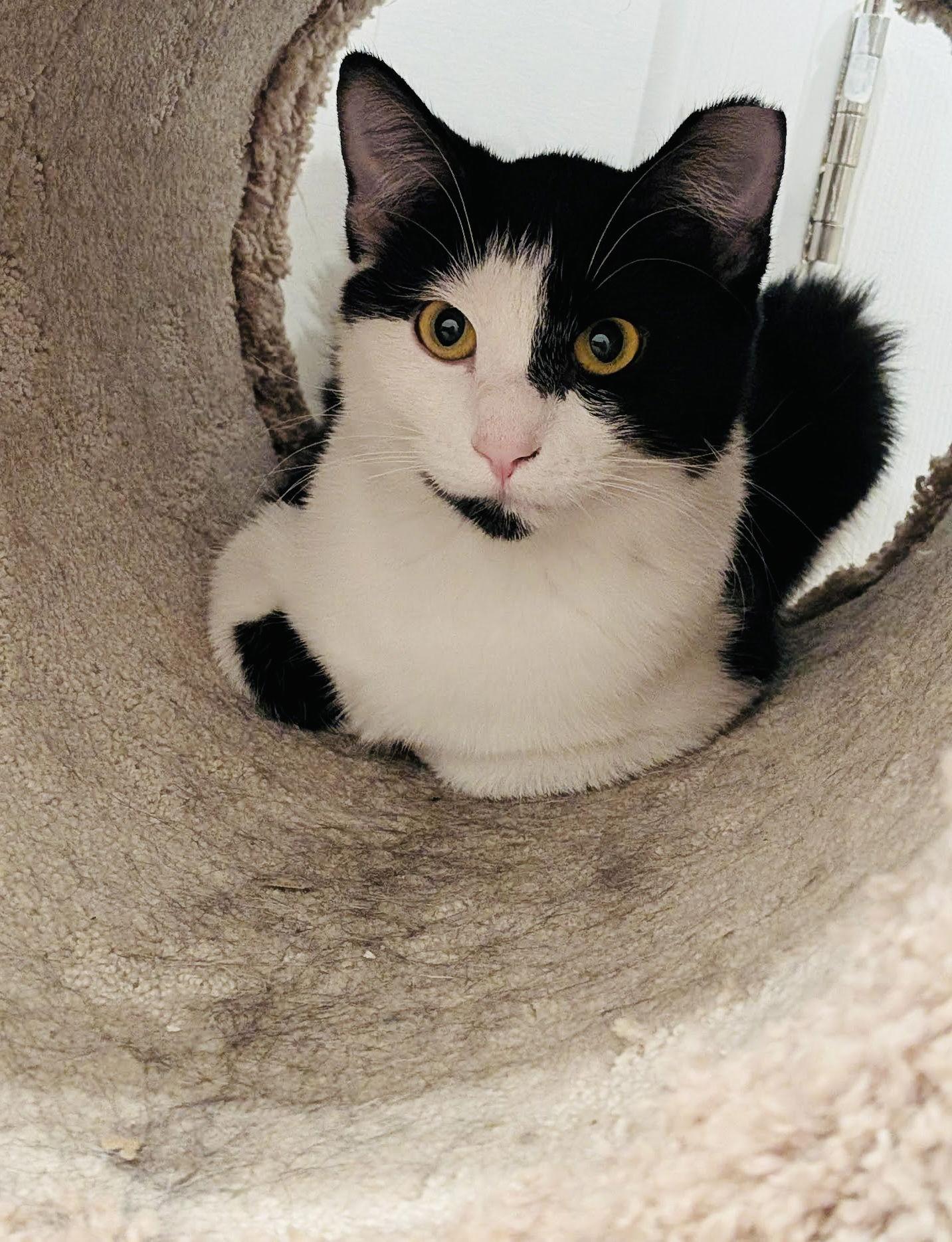 Enlarge Destiny, a Adoptable Domestic Short Hair in Golden Valley, MN image 3/3