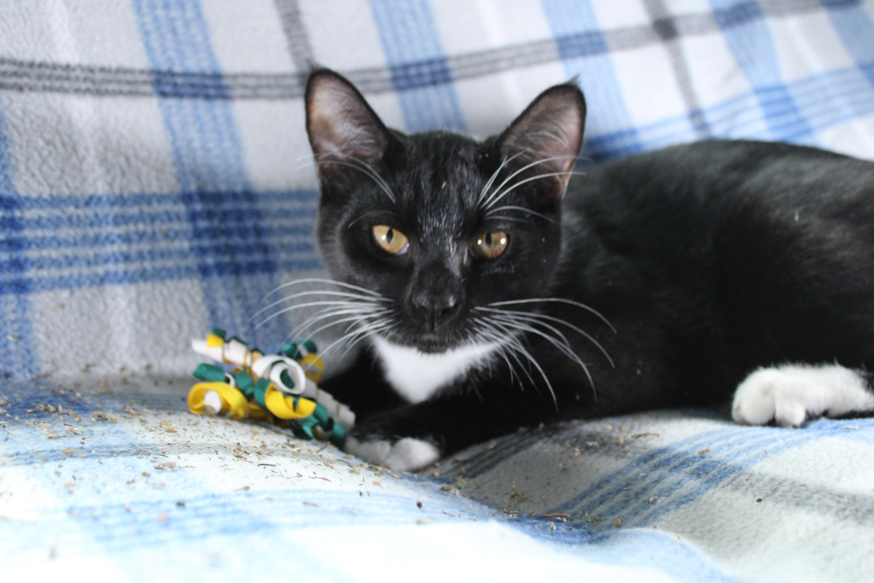 Rex, Adoptable, Young Male Domestic Short Hair.