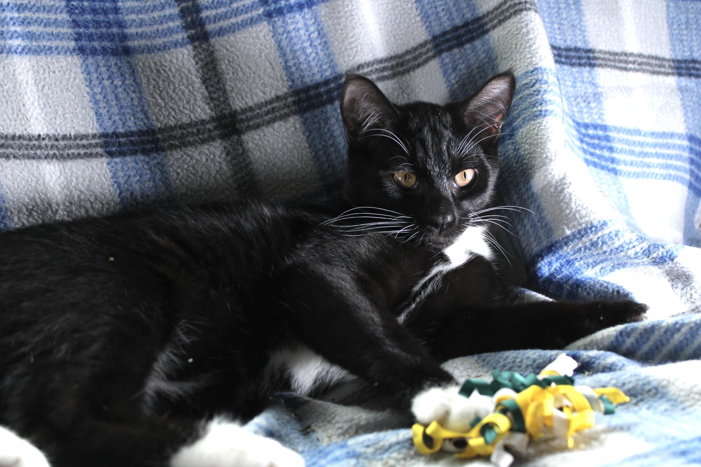 Rex, a Adoptable Domestic Short Hair in Union Gap, WA image 2/4
