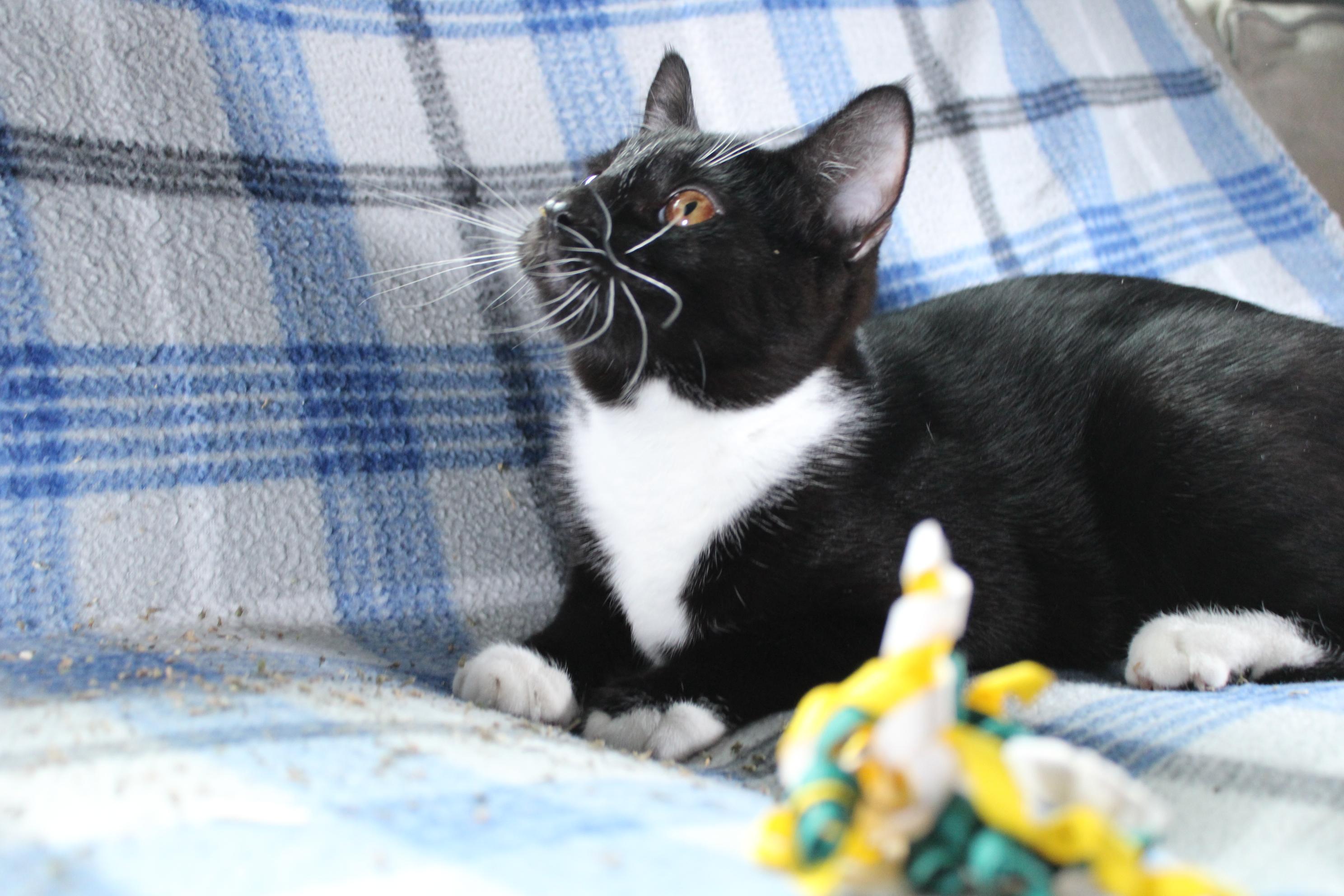 Rex, a Adoptable Domestic Short Hair in Union Gap, WA image 3/4