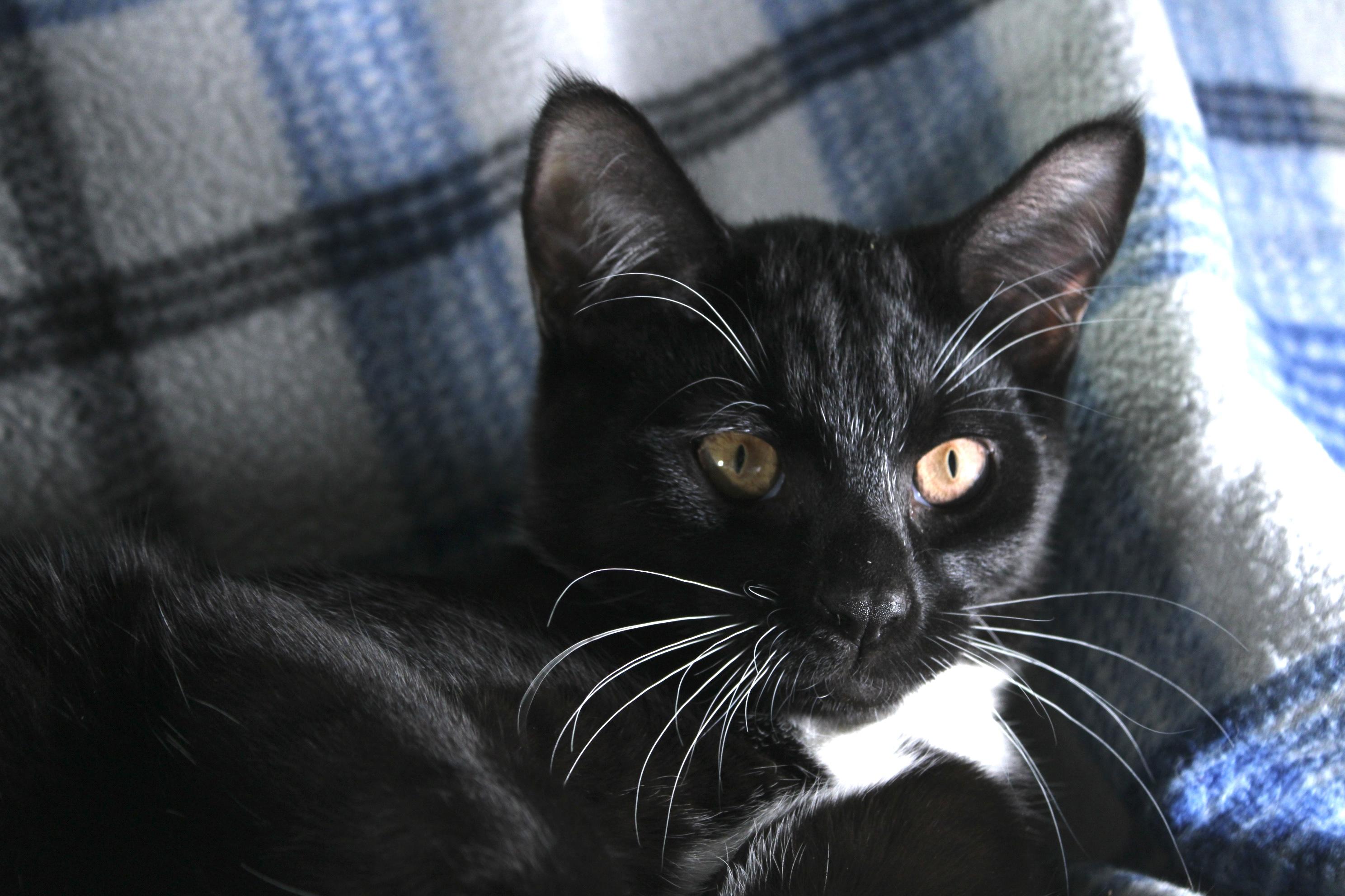 Rex, a Adoptable Domestic Short Hair in Union Gap, WA image 4/4