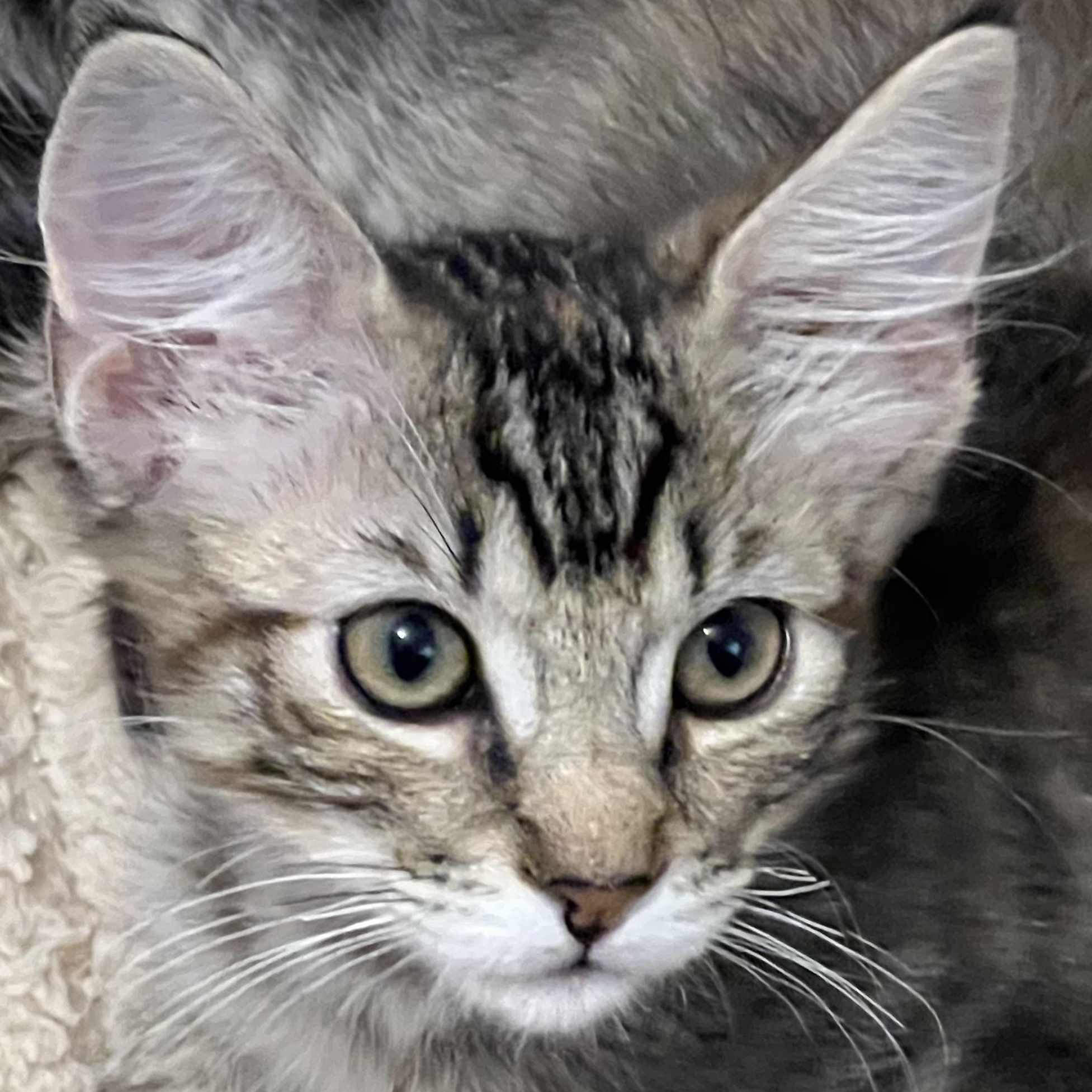 Hi my name is Riley My birthday is April 24 2025 I live with my cat mom and 