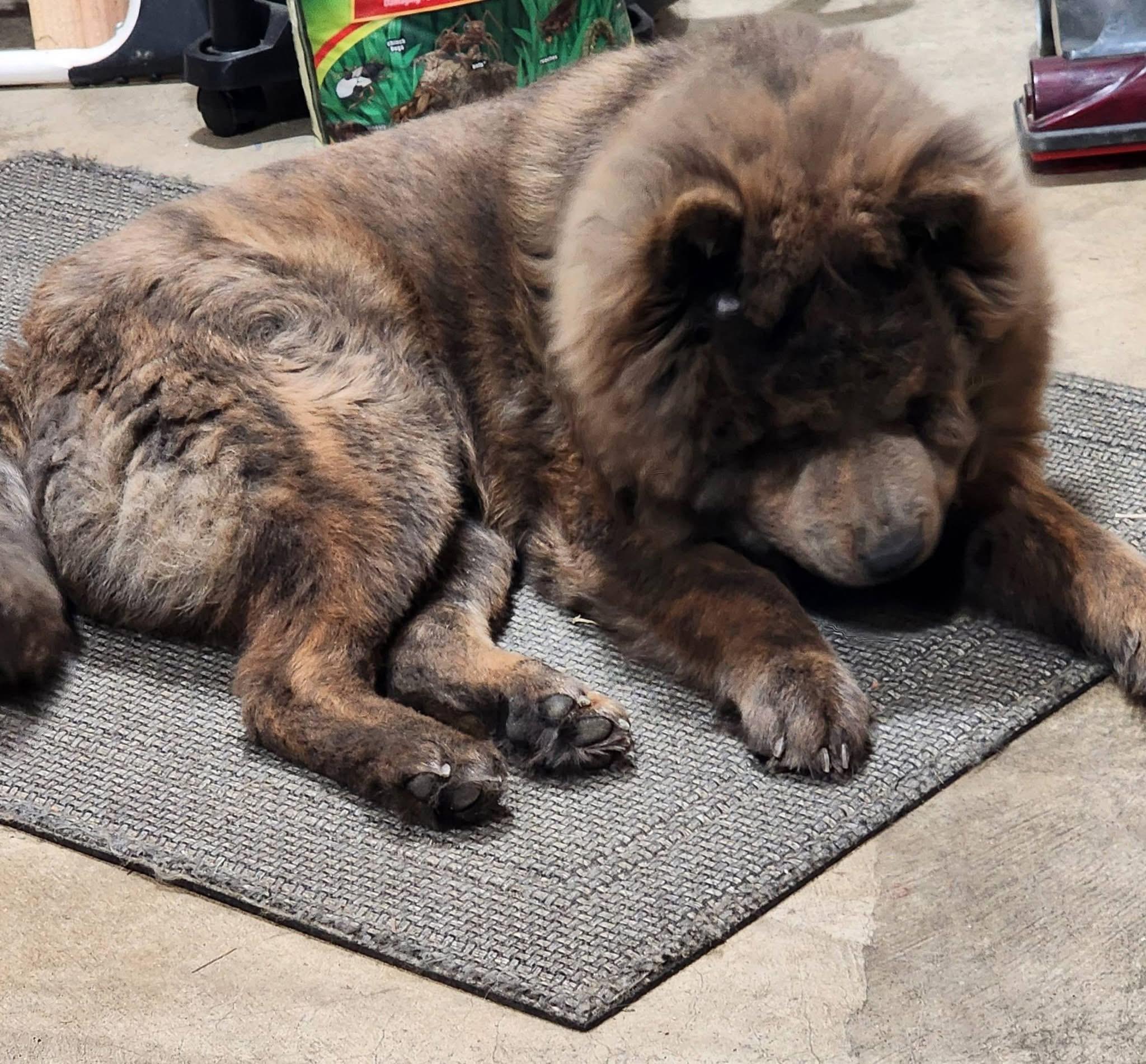 Pippin, Adoptable, Young Male Chow Chow.