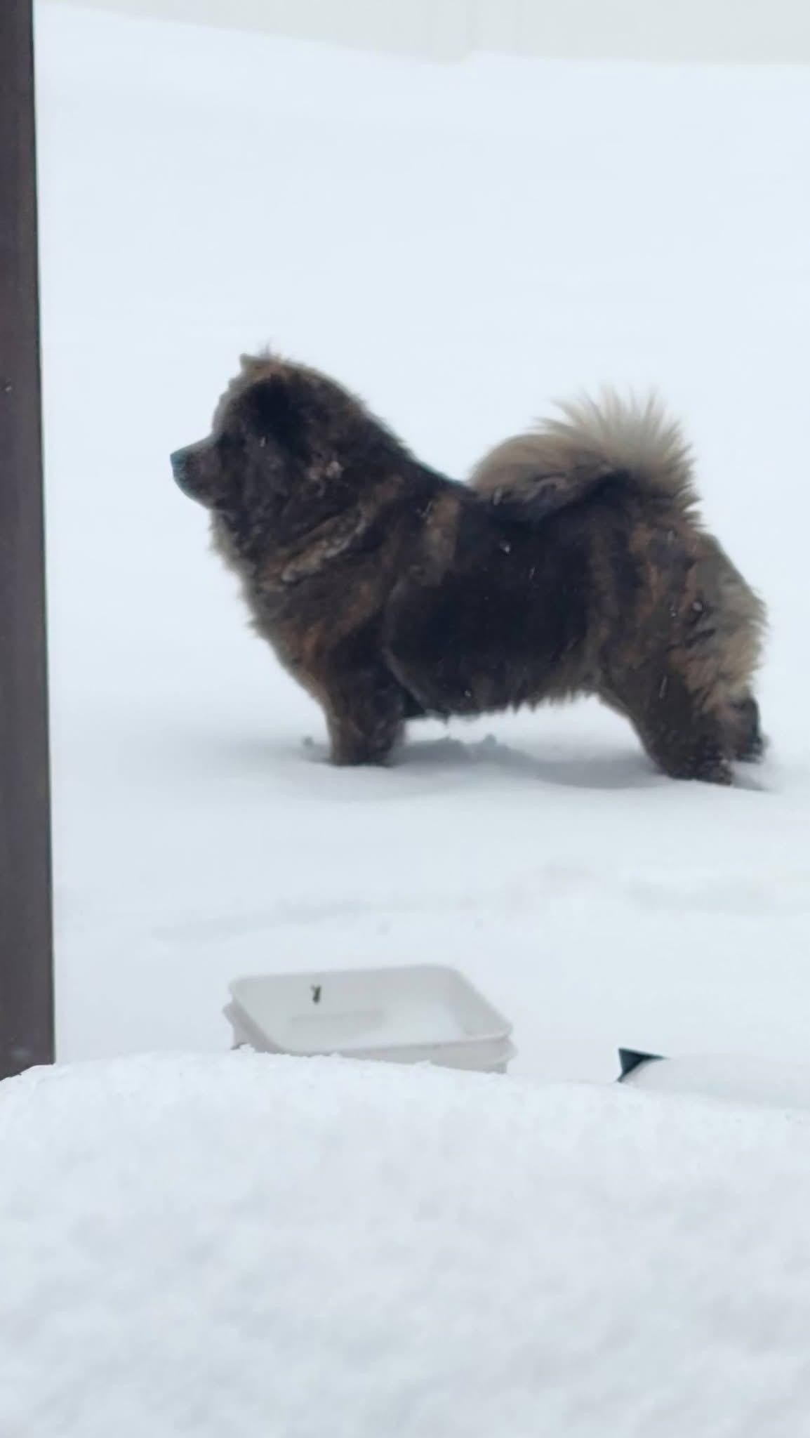 Enlarge Pippin, a Adoptable Chow Chow in Saint Louis, MO image 3/3