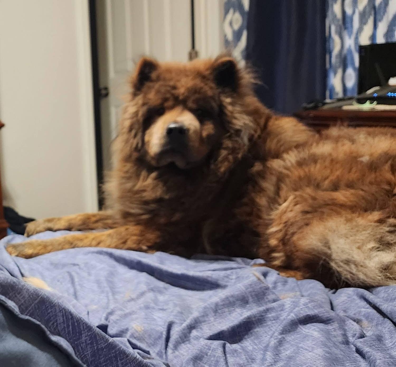 Enlarge Pippin, a Adoptable Chow Chow in Saint Louis, MO image 2/3