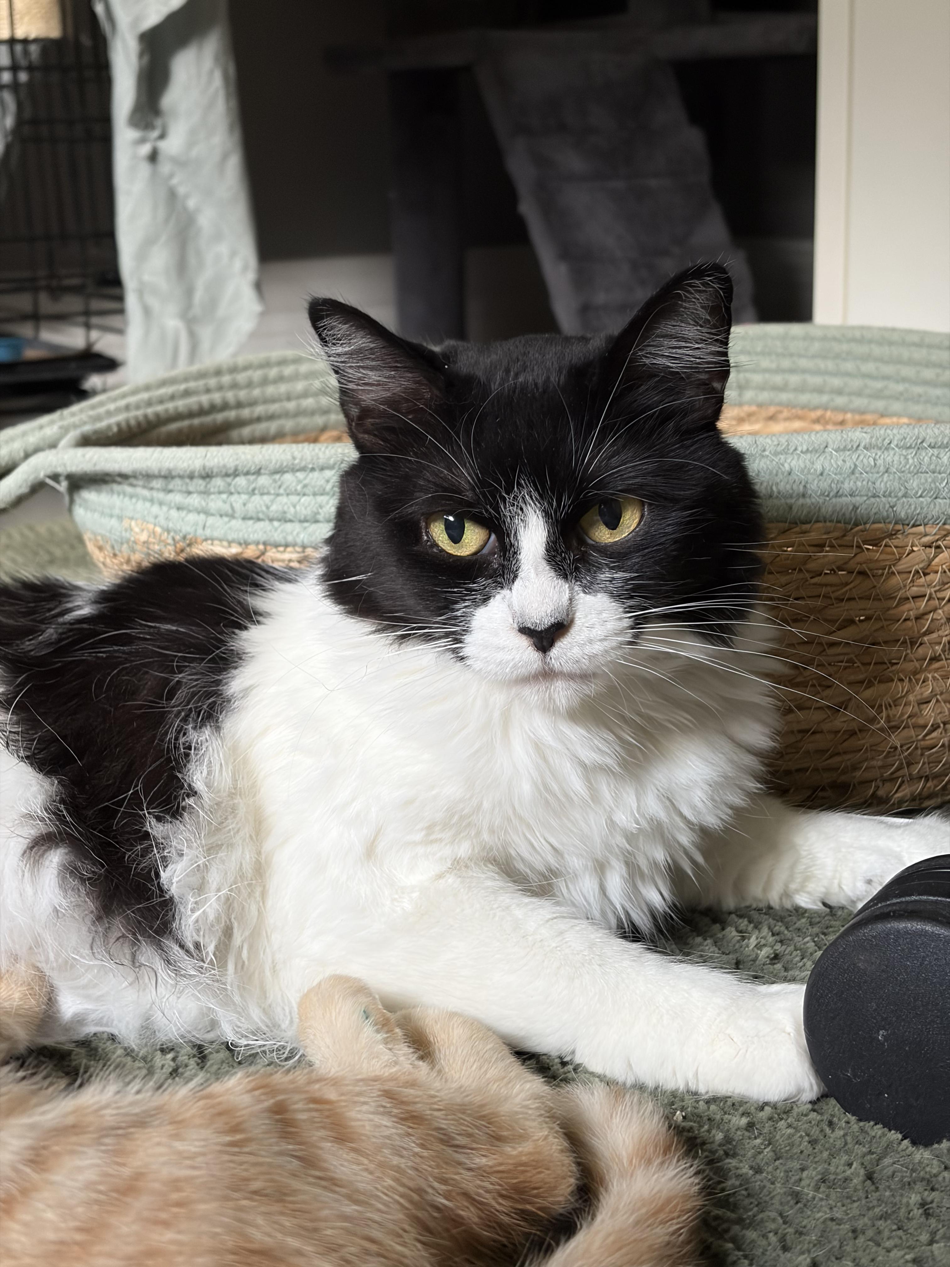 Enlarge Ruby Rue, a Adoptable mixed breed in Poughkeepsie, NY image 5/5