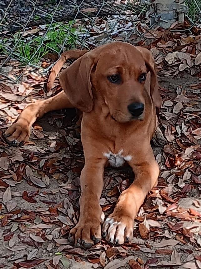 WAYLON, Adopted, Puppy Male Redbone Coonhound.