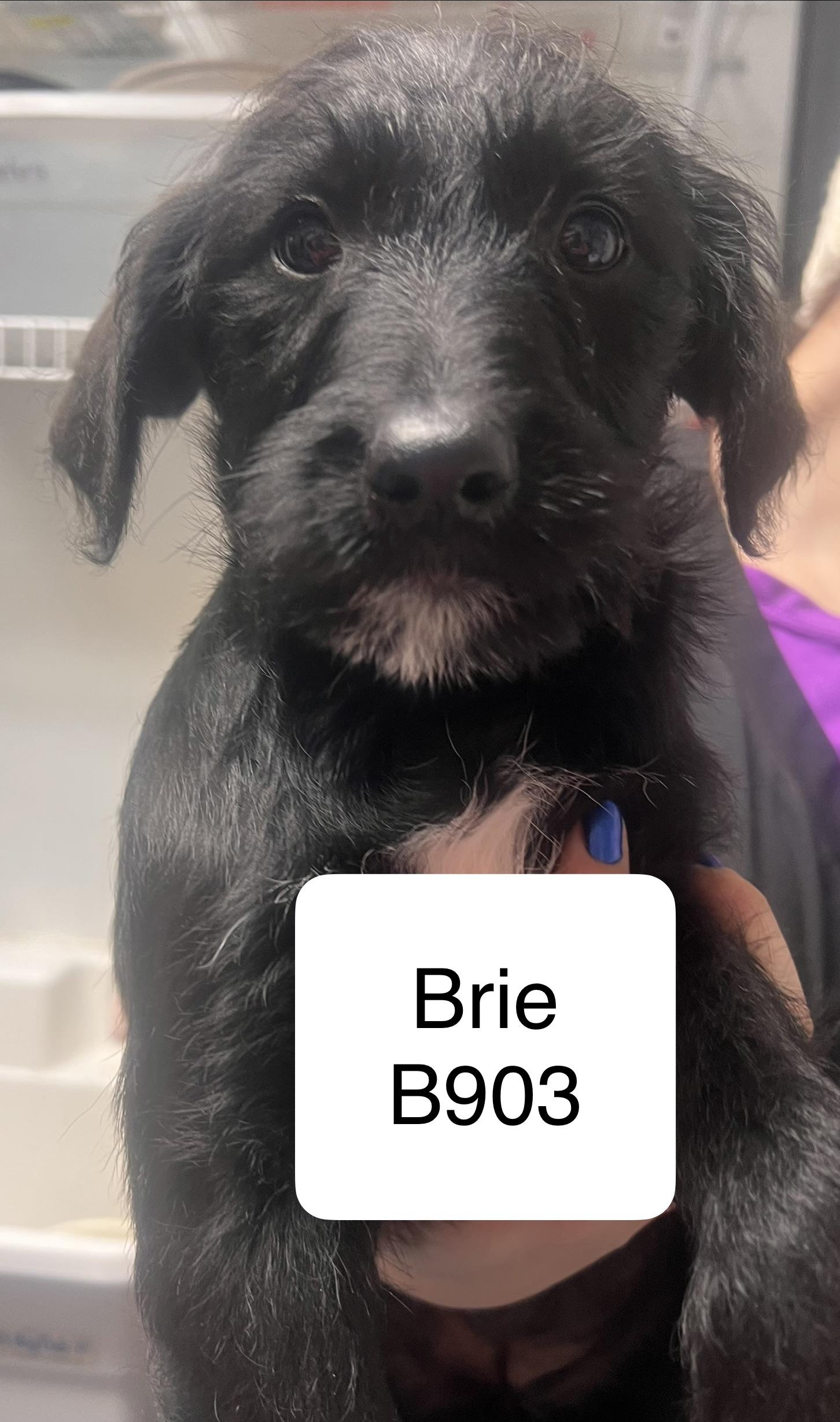 Enlarge Brie, a ADOPTABLE mixed breed in Morganton, NC image 1/1