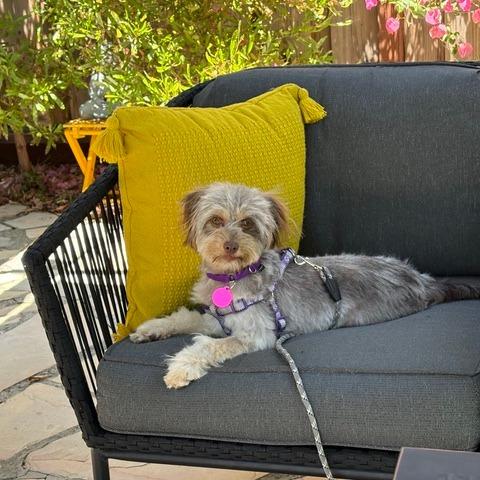 Nikki, Adoptable, Adult Female Silky Terrier & Maltese.