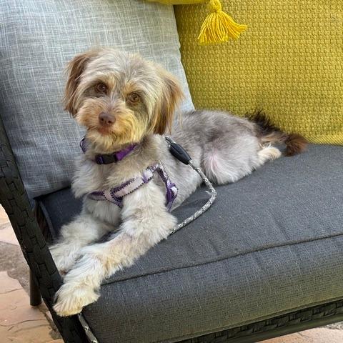Enlarge Nikki, a Adoptable mixed breed in Pacifica, CA image 2/3