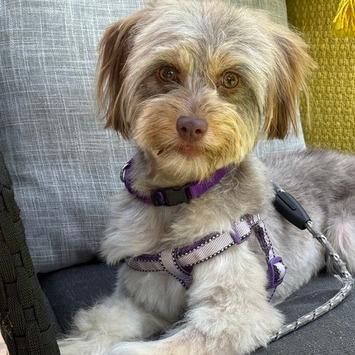 Enlarge Nikki, a Adoptable mixed breed in Pacifica, CA image 3/3
