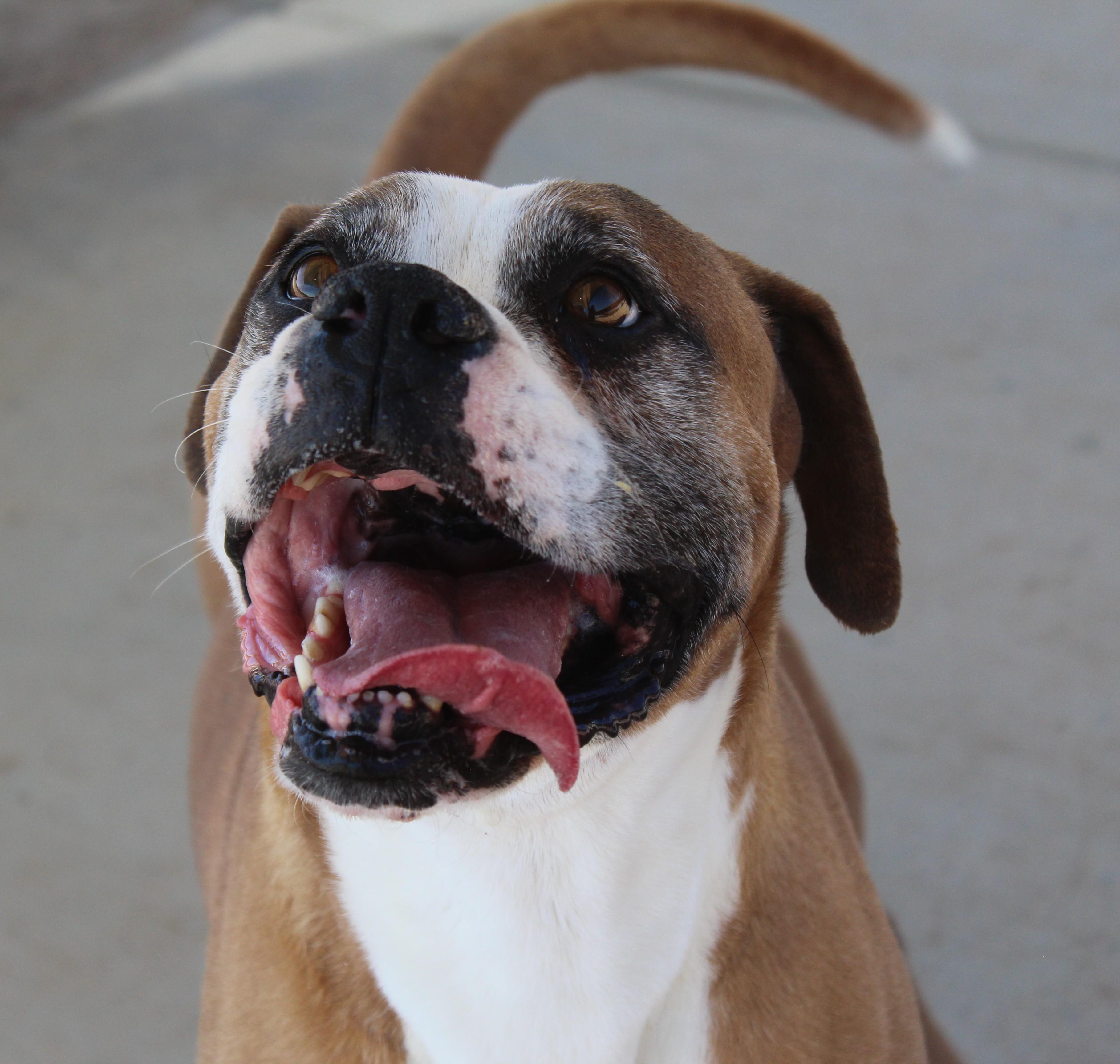 Enlarge Vega, a ADOPTABLE Boxer in Yucca Valley, CA image 5/5