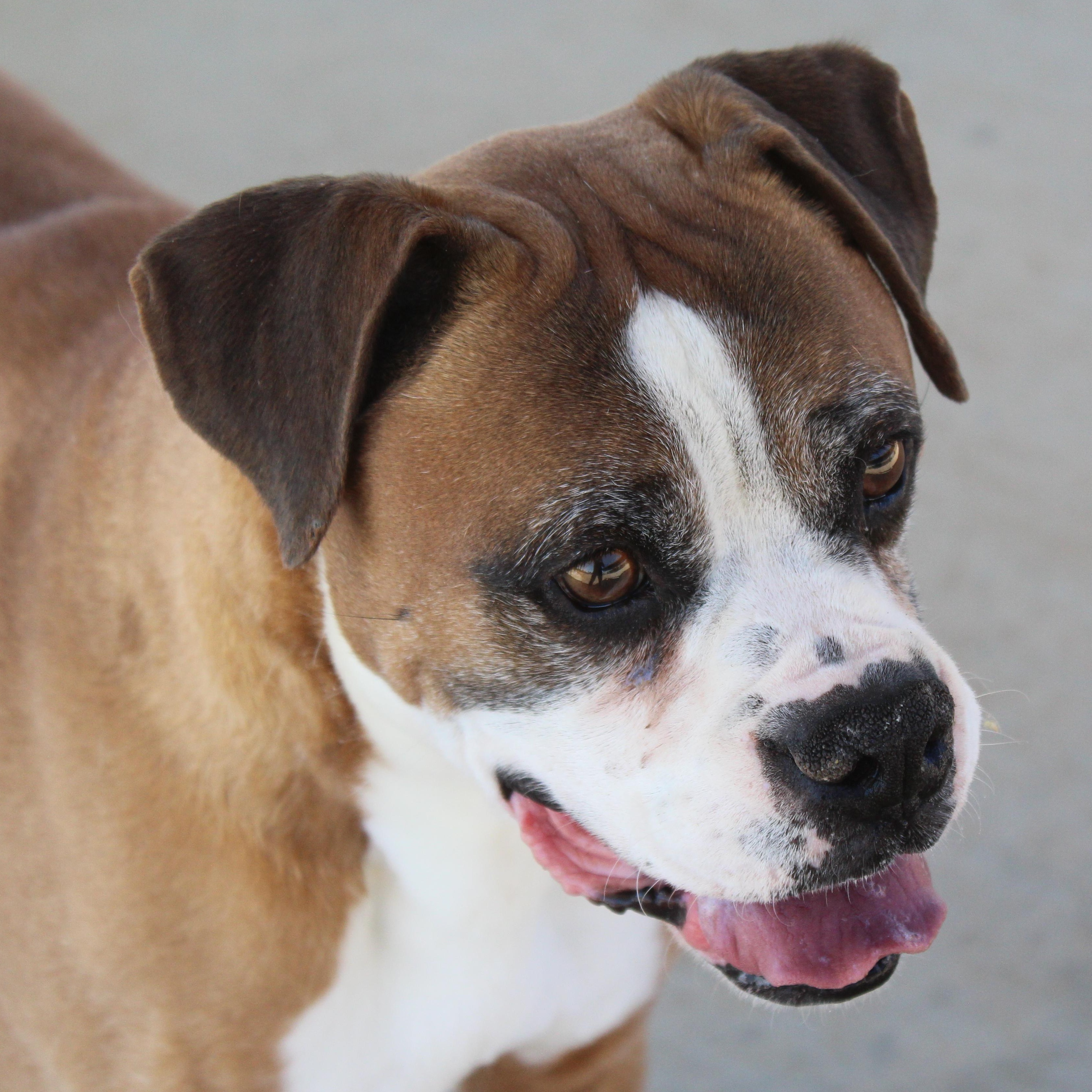 Vega, ADOPTABLE, Senior Male Boxer.