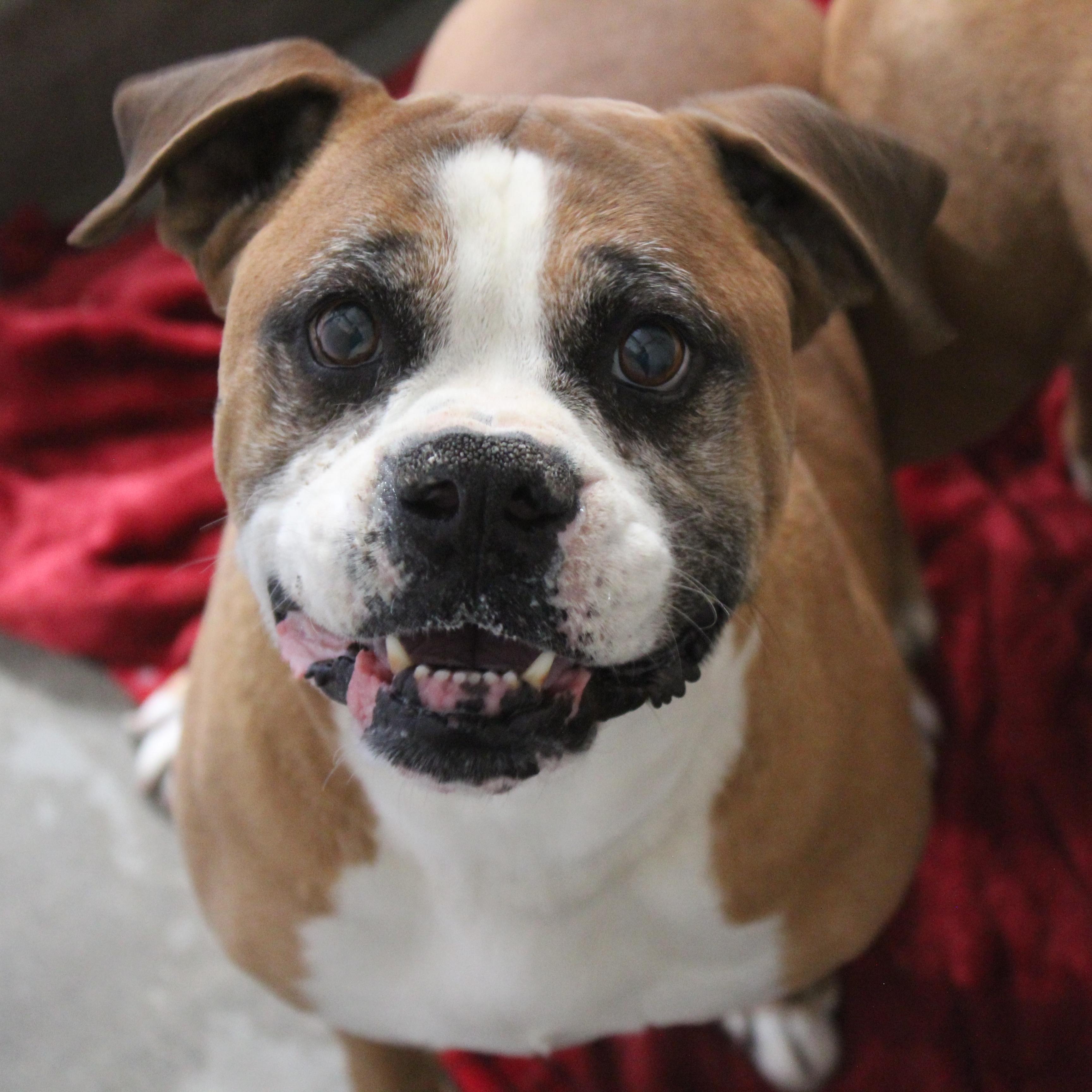 Enlarge Vega, a ADOPTABLE Boxer in Yucca Valley, CA image 1/3