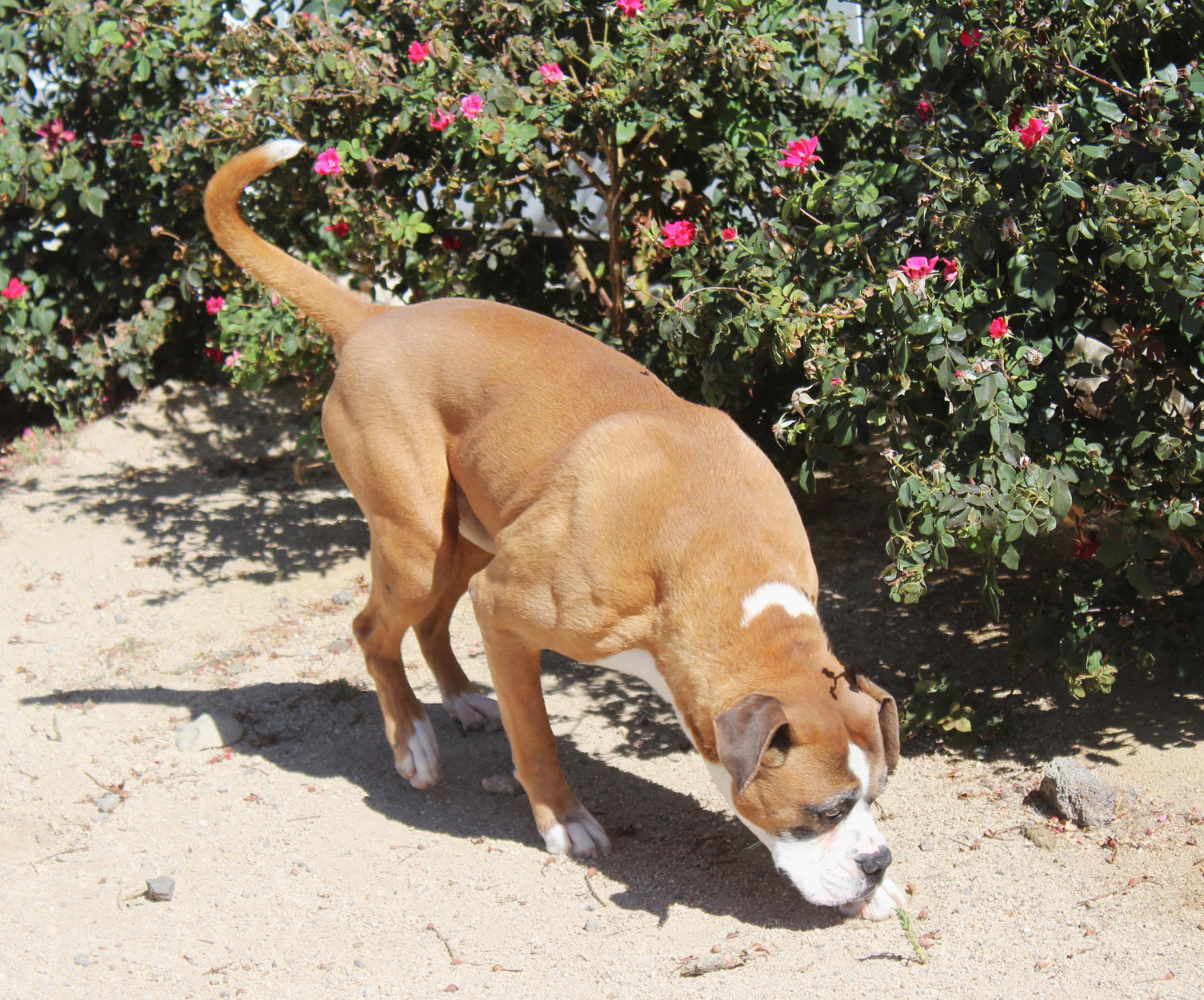 Enlarge Vega, a ADOPTABLE Boxer in Yucca Valley, CA image 2/5