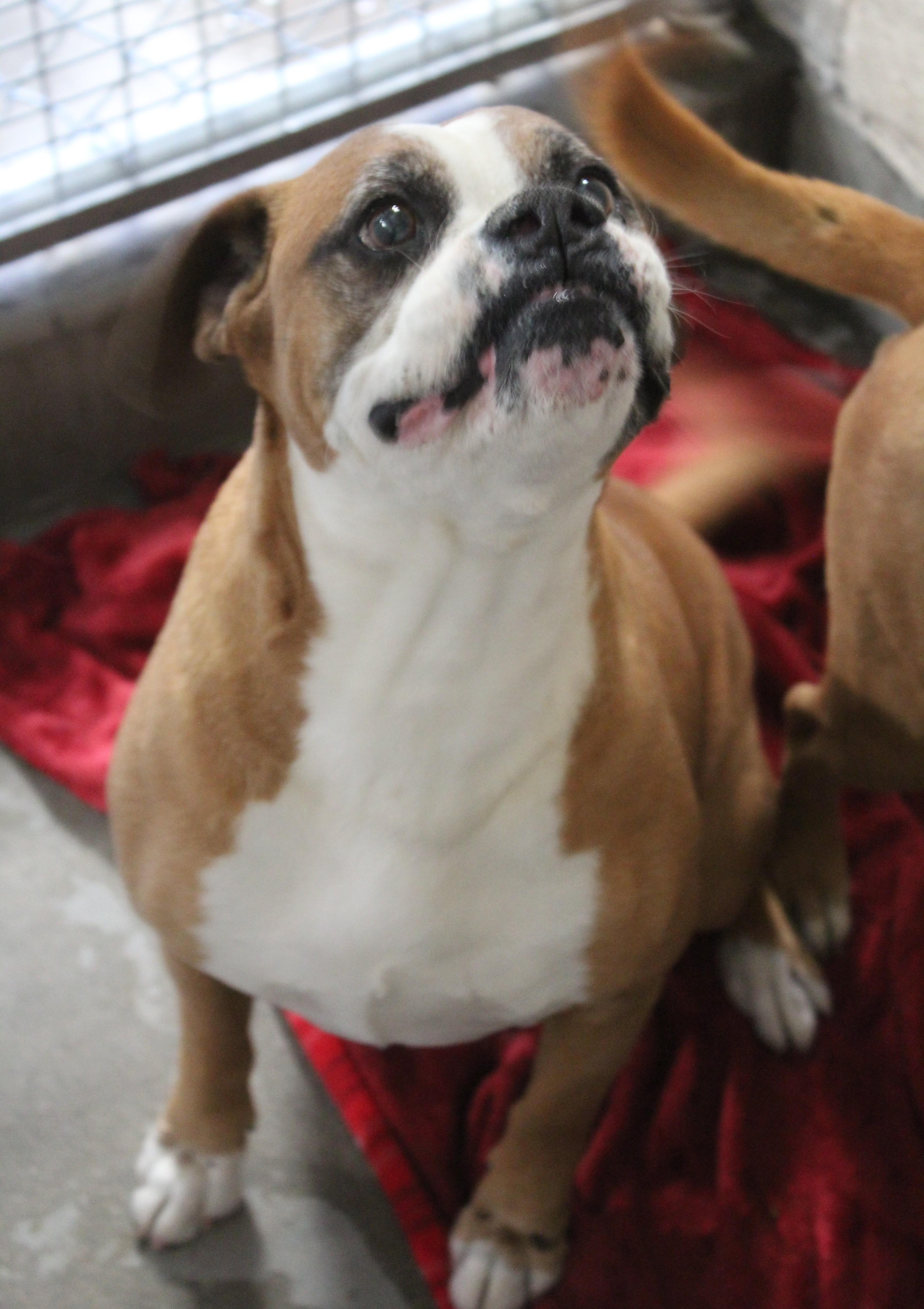 Enlarge Vega, a ADOPTABLE Boxer in Yucca Valley, CA image 2/3