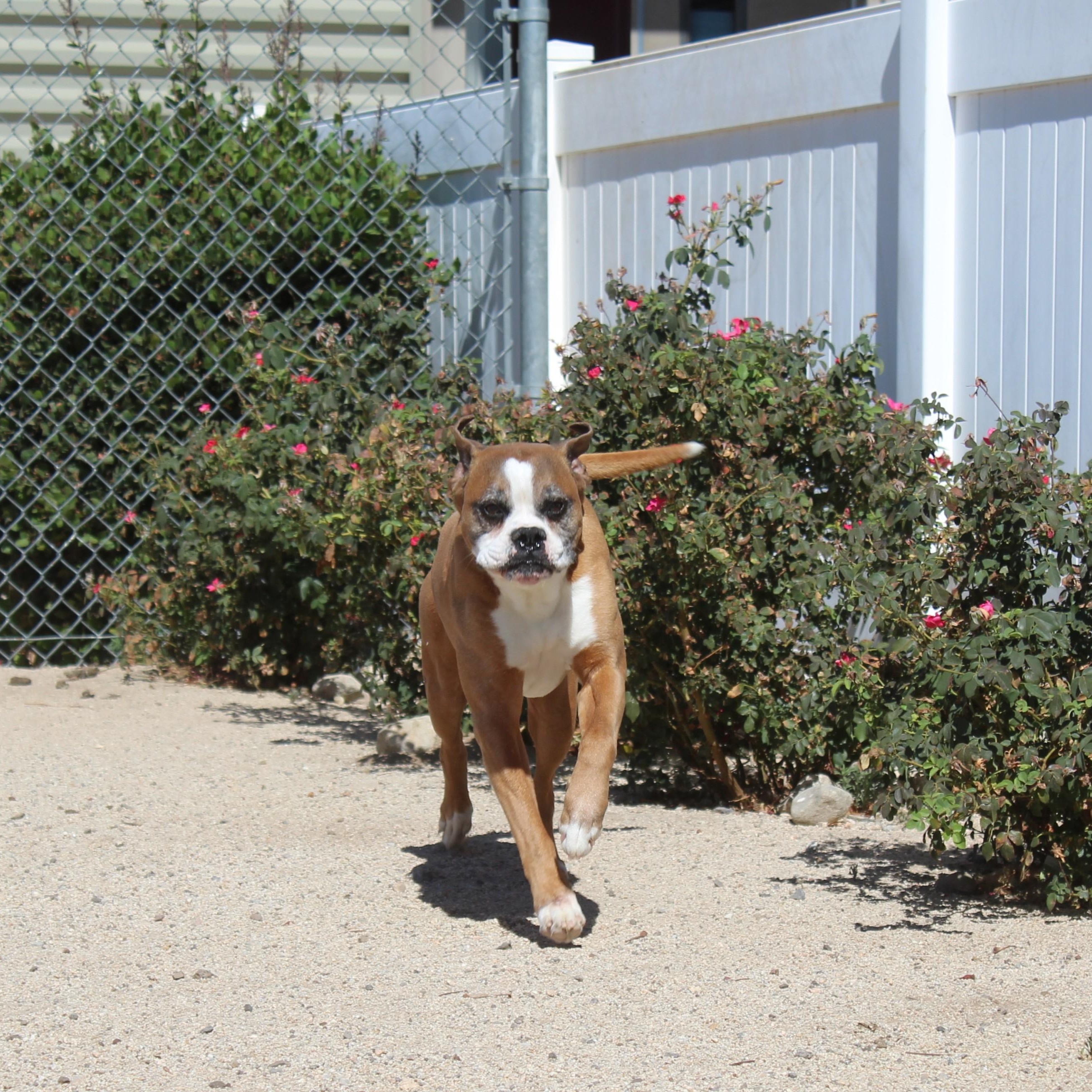 Enlarge Vega, a ADOPTABLE Boxer in Yucca Valley, CA image 3/5