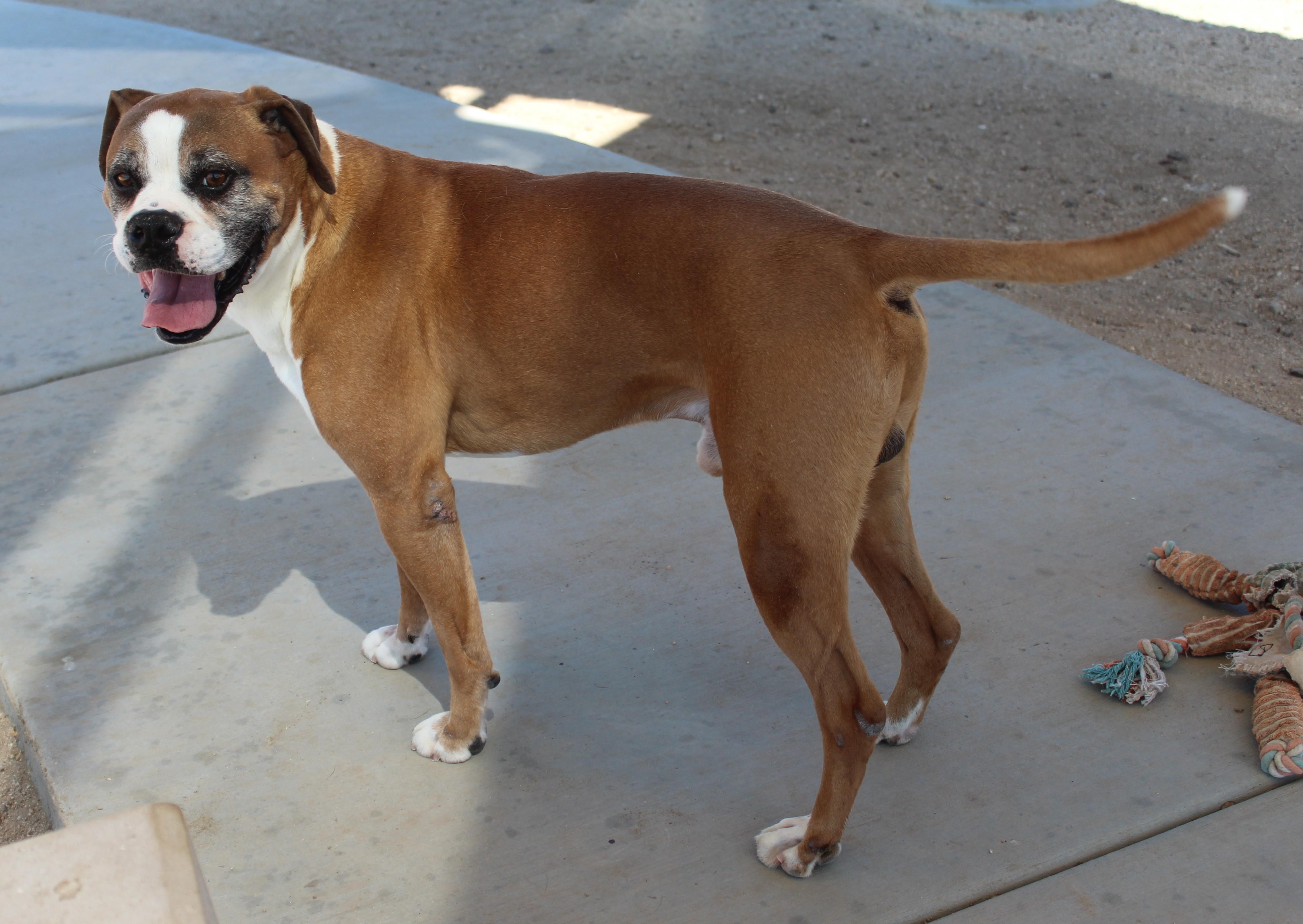 Enlarge Vega, a ADOPTABLE Boxer in Yucca Valley, CA image 4/5