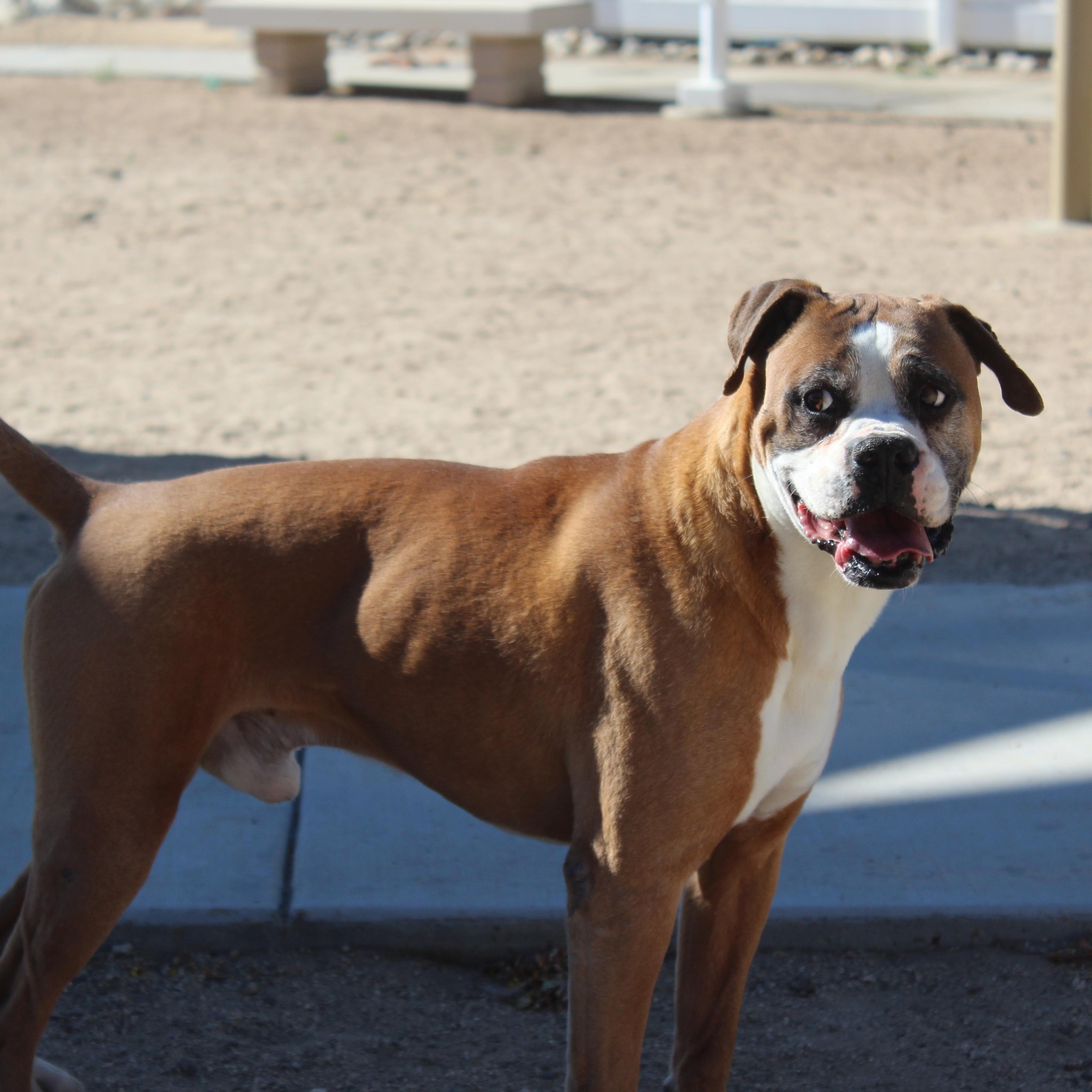 Enlarge Vega, a ADOPTABLE Boxer in Yucca Valley, CA image 4/6