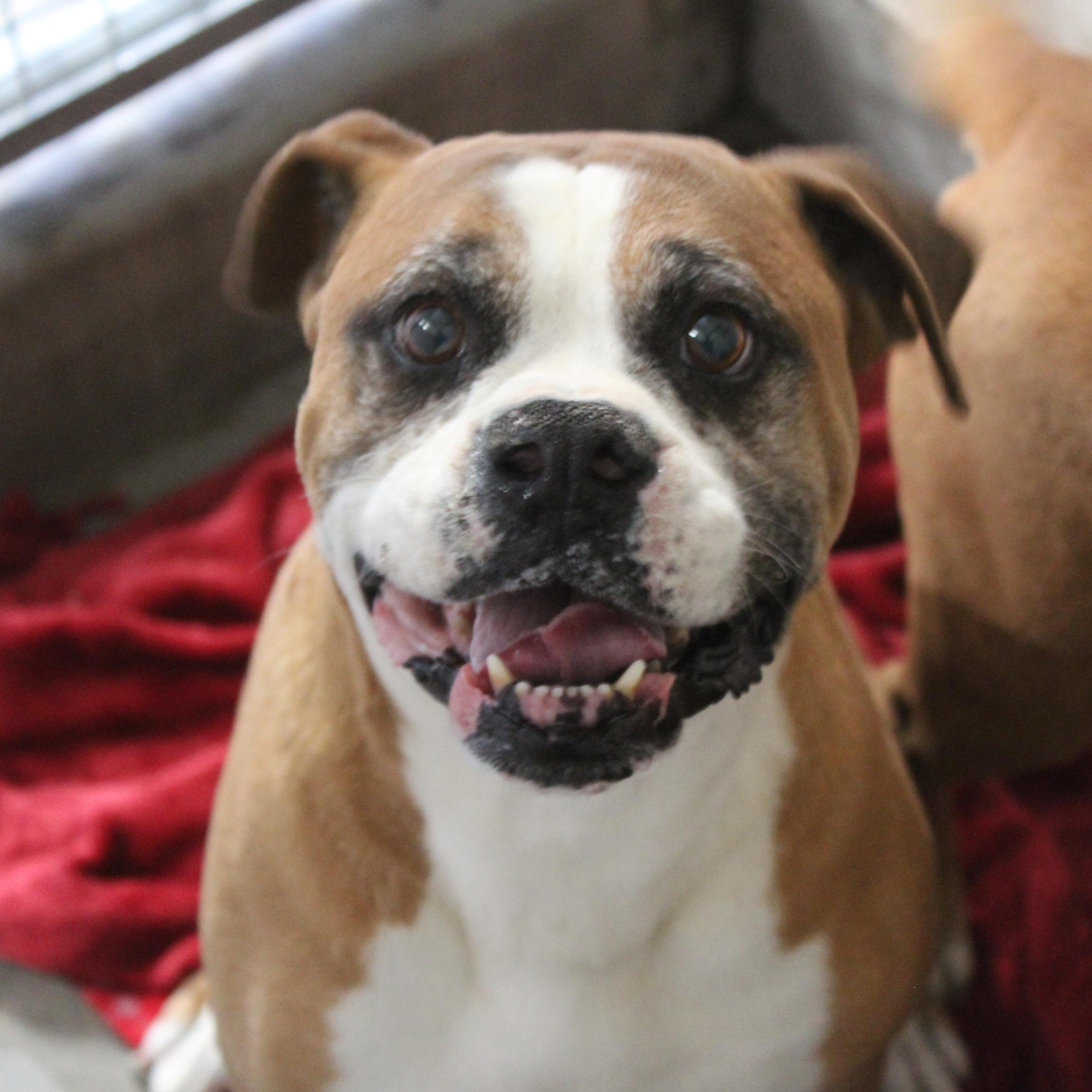 Enlarge Vega, a ADOPTABLE Boxer in Yucca Valley, CA image 3/3