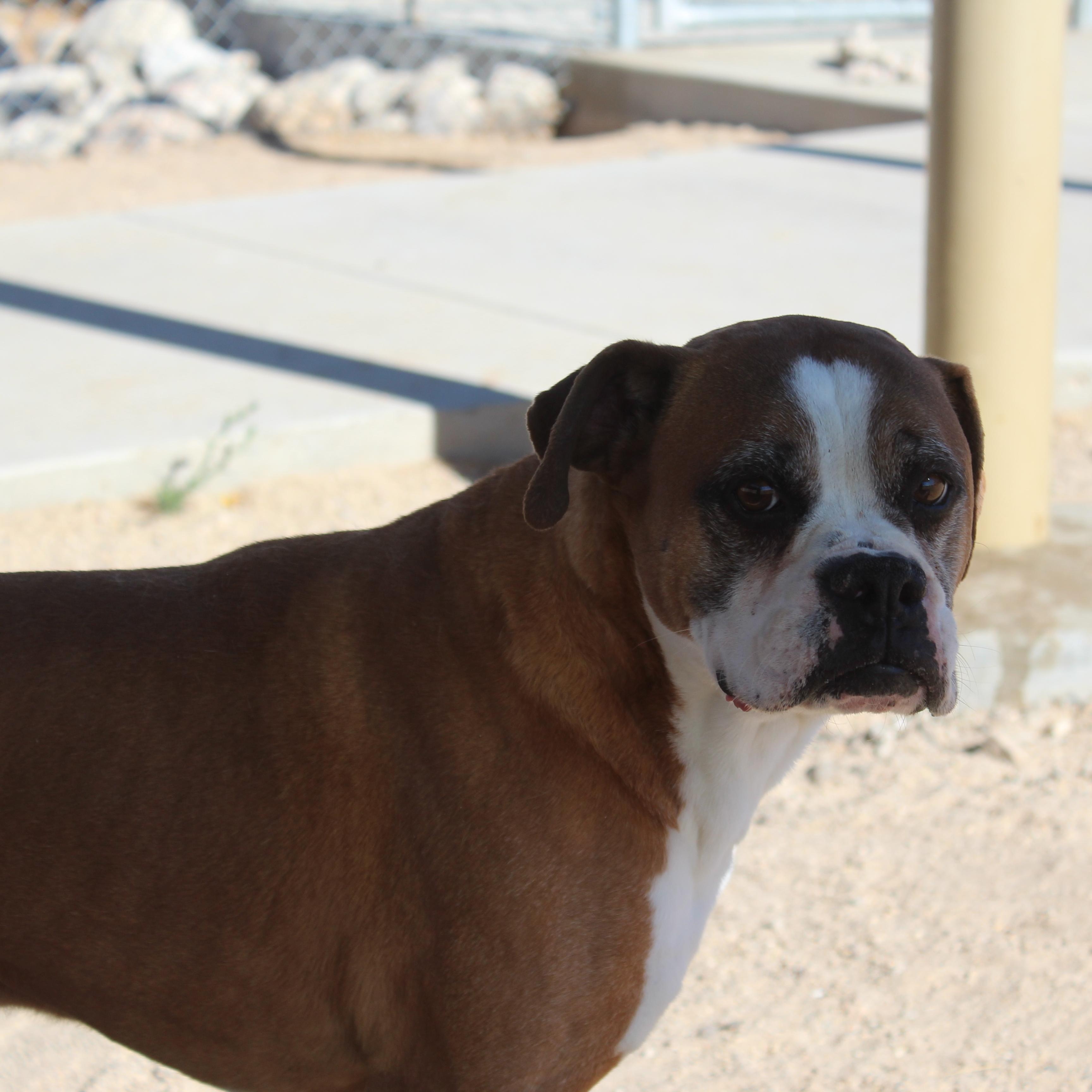 Enlarge Vega, a ADOPTABLE Boxer in Yucca Valley, CA image 2/6