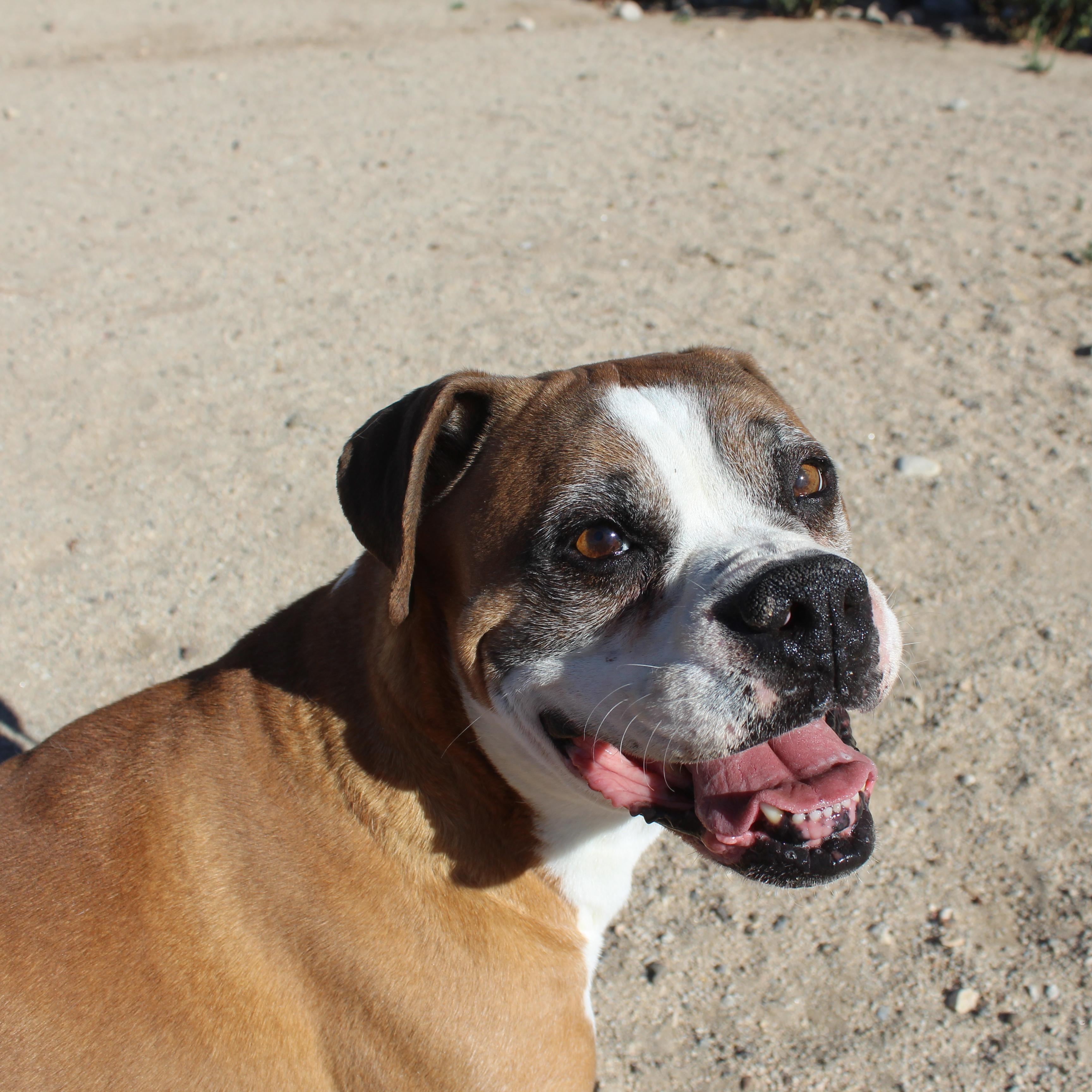 Vega, ADOPTABLE, Senior Male Boxer.