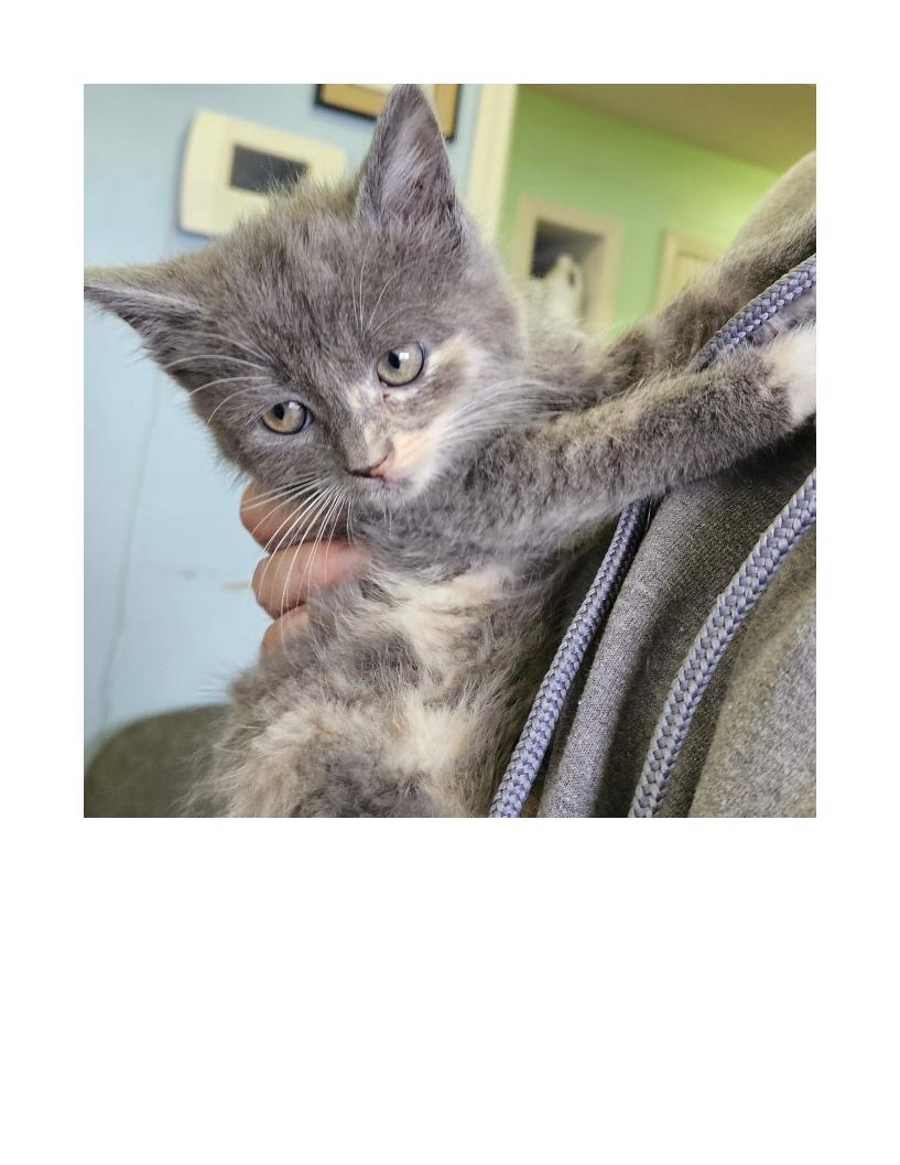 Casper, ADOPTABLE, Young Female American Shorthair.