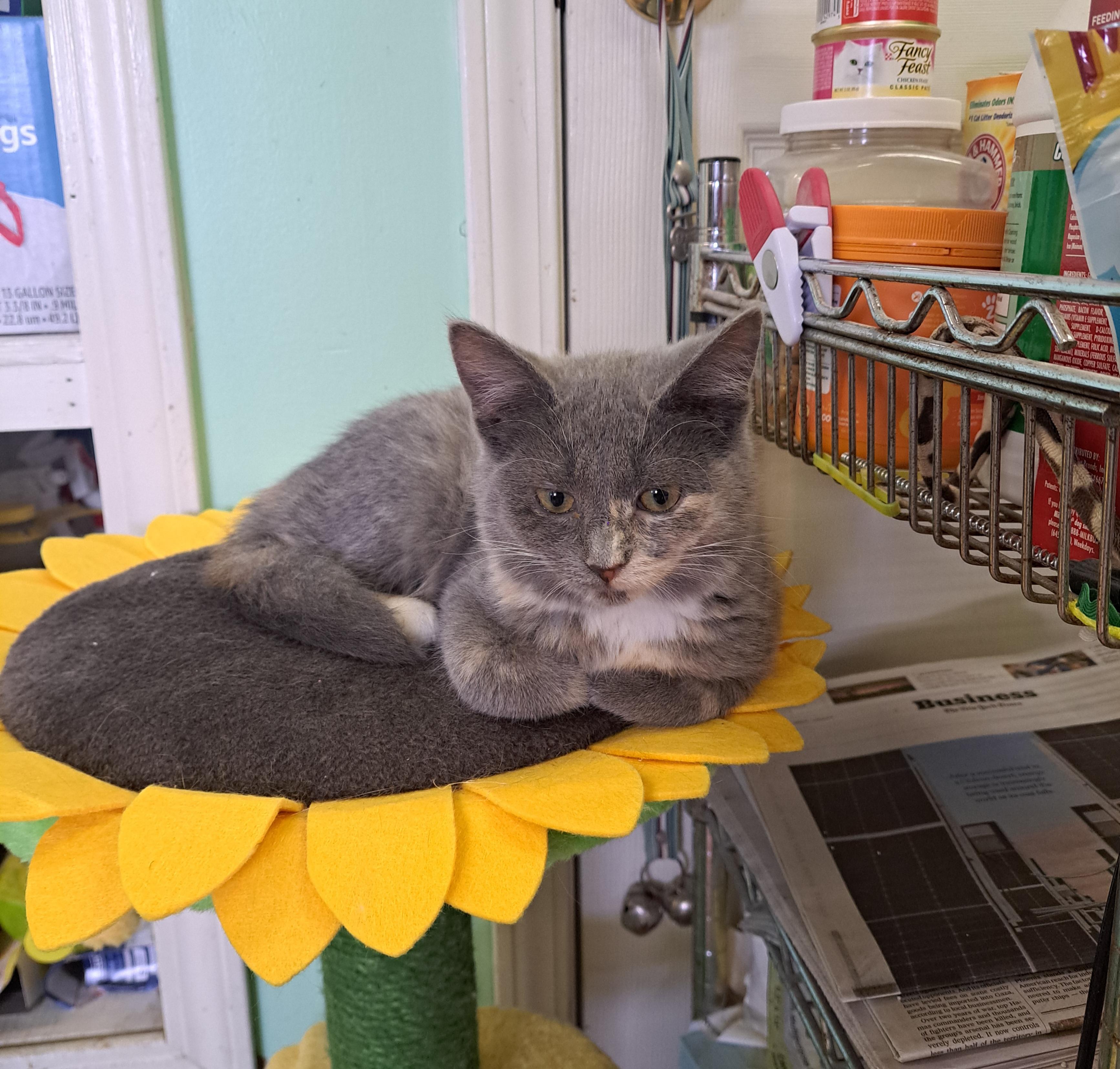 Casper, a ADOPTABLE mixed breed in Lawrenceburg, KY image 3/6