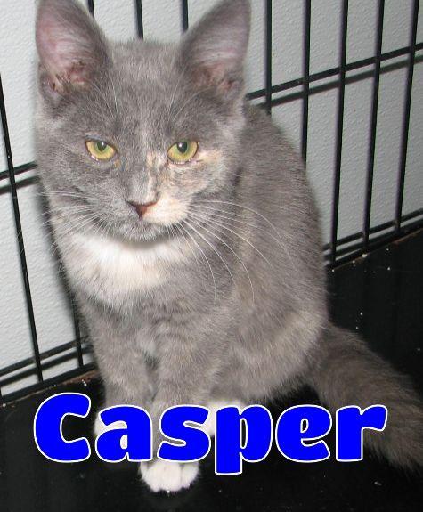 Casper, a ADOPTABLE mixed breed in Lawrenceburg, KY image 2/6