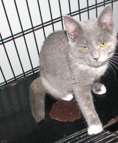 Casper, a ADOPTABLE mixed breed in Lawrenceburg, KY image 6/6