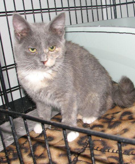 Casper, a ADOPTABLE mixed breed in Lawrenceburg, KY image 5/6