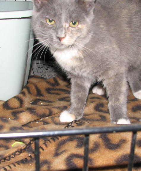 Casper, a ADOPTABLE mixed breed in Lawrenceburg, KY image 4/6