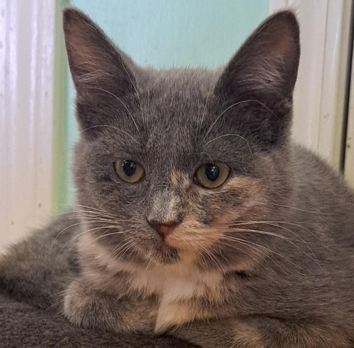 Casper, a ADOPTABLE mixed breed in Lawrenceburg, KY image 1/6