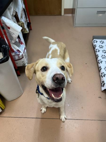 Kaydoe, Adoptable, Adult Male Border Collie & Labrador Retriever.