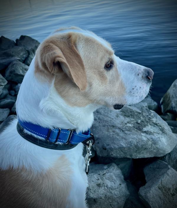 Enlarge Kaydoe, a Adoptable mixed breed image 1/4