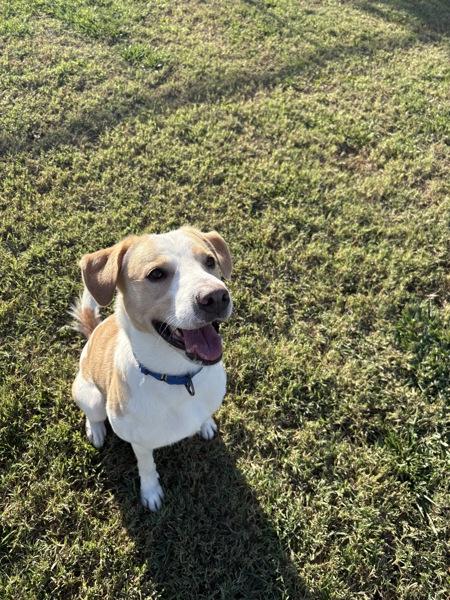 Enlarge Kaydoe, a Adoptable mixed breed in Kennewick, WA image 4/4
