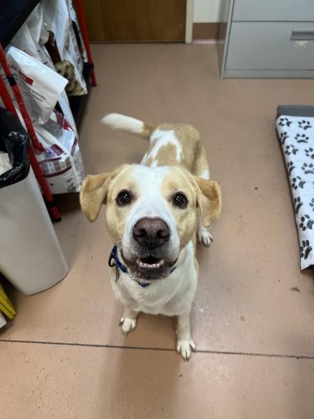 Enlarge Kaydoe, a Adoptable mixed breed image 4/4