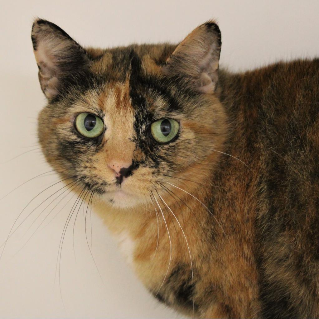Enlarge Izzy, a Adoptable Domestic Short Hair in Champaign, IL image 1/3