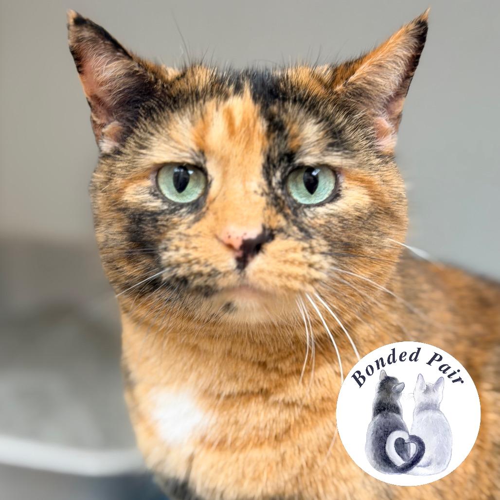 Enlarge Izzy, a Adoptable Domestic Short Hair in Champaign, IL image 2/3