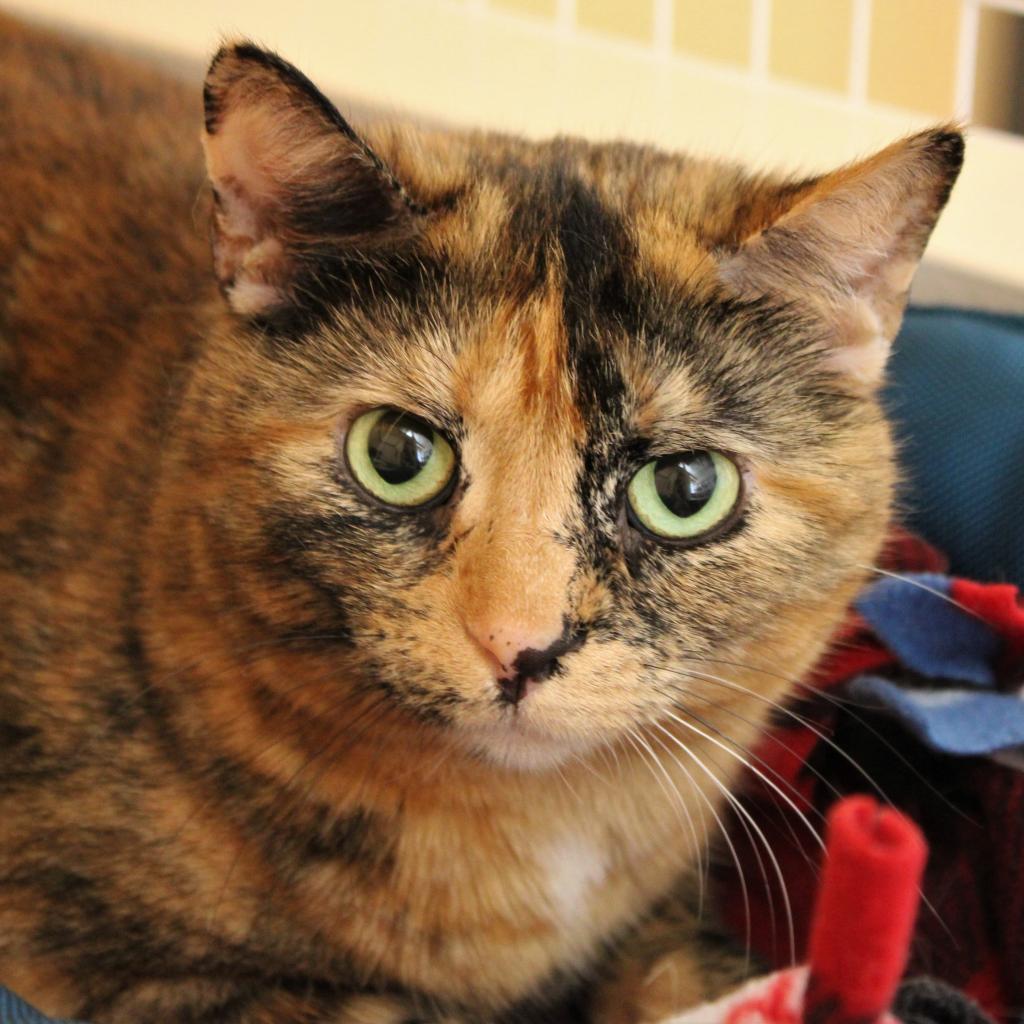 Enlarge Izzy, a Adoptable Domestic Short Hair in Champaign, IL image 3/3