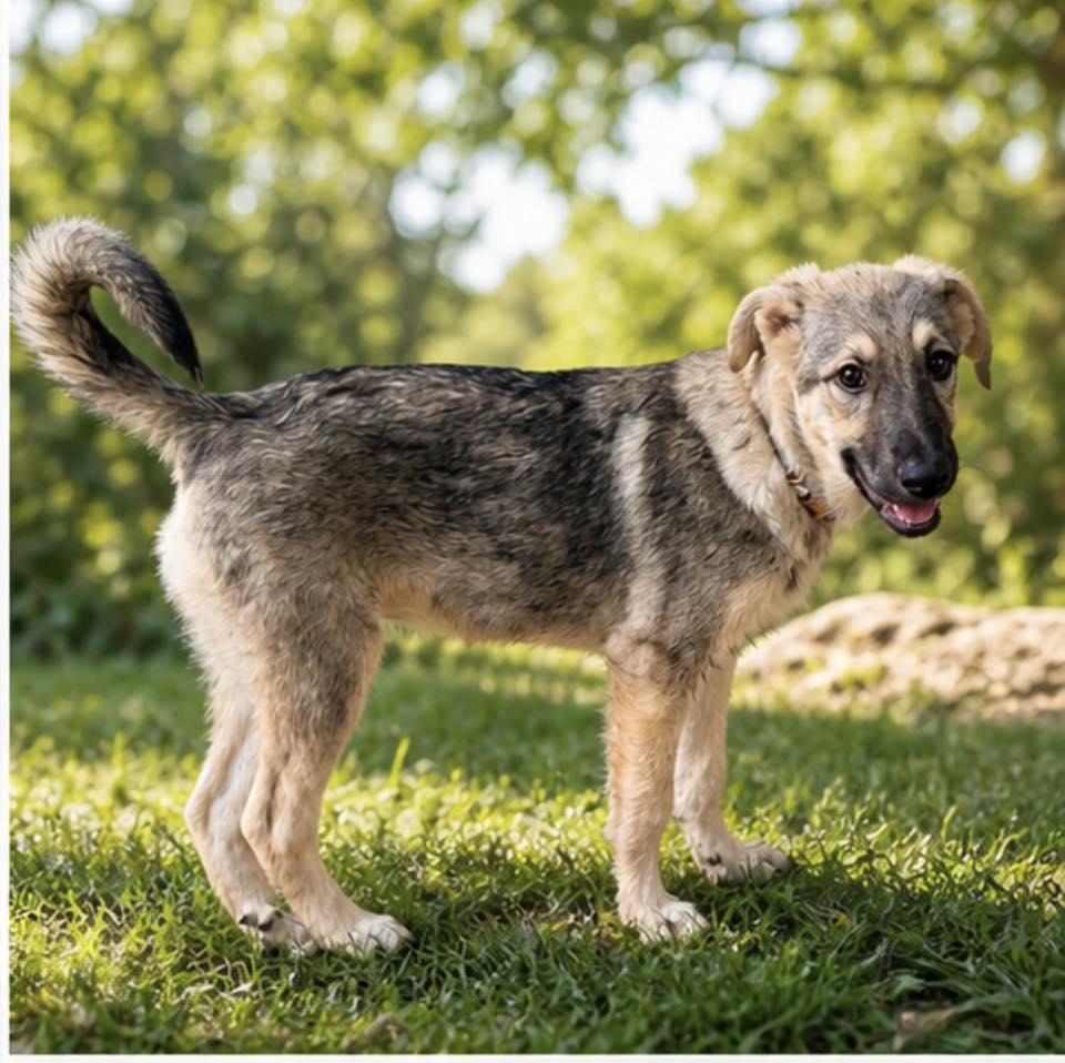 Enlarge Peep, a Adopted German Shepherd Dog in Fort Thomas, KY image 2/3